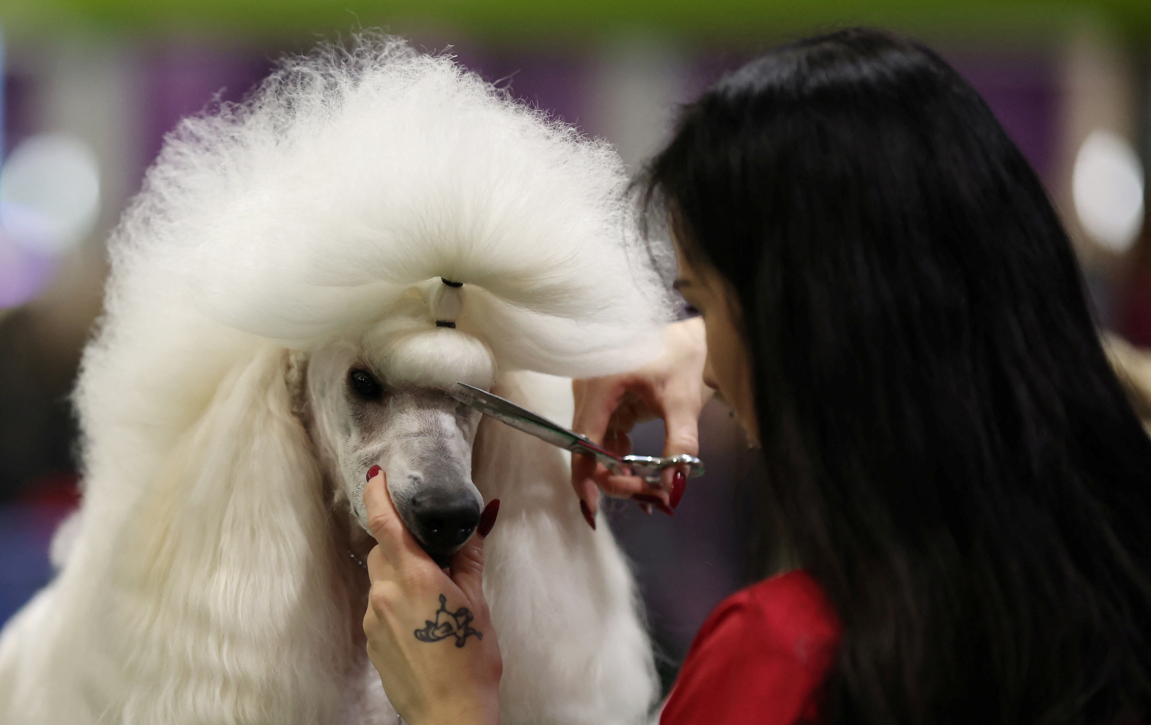 Top Dogs Compete At Britain S Crufts Dog Show March 8 2024 Reuters   LPW4ZBZBAJL3VPOUDUUG2QMHCY 