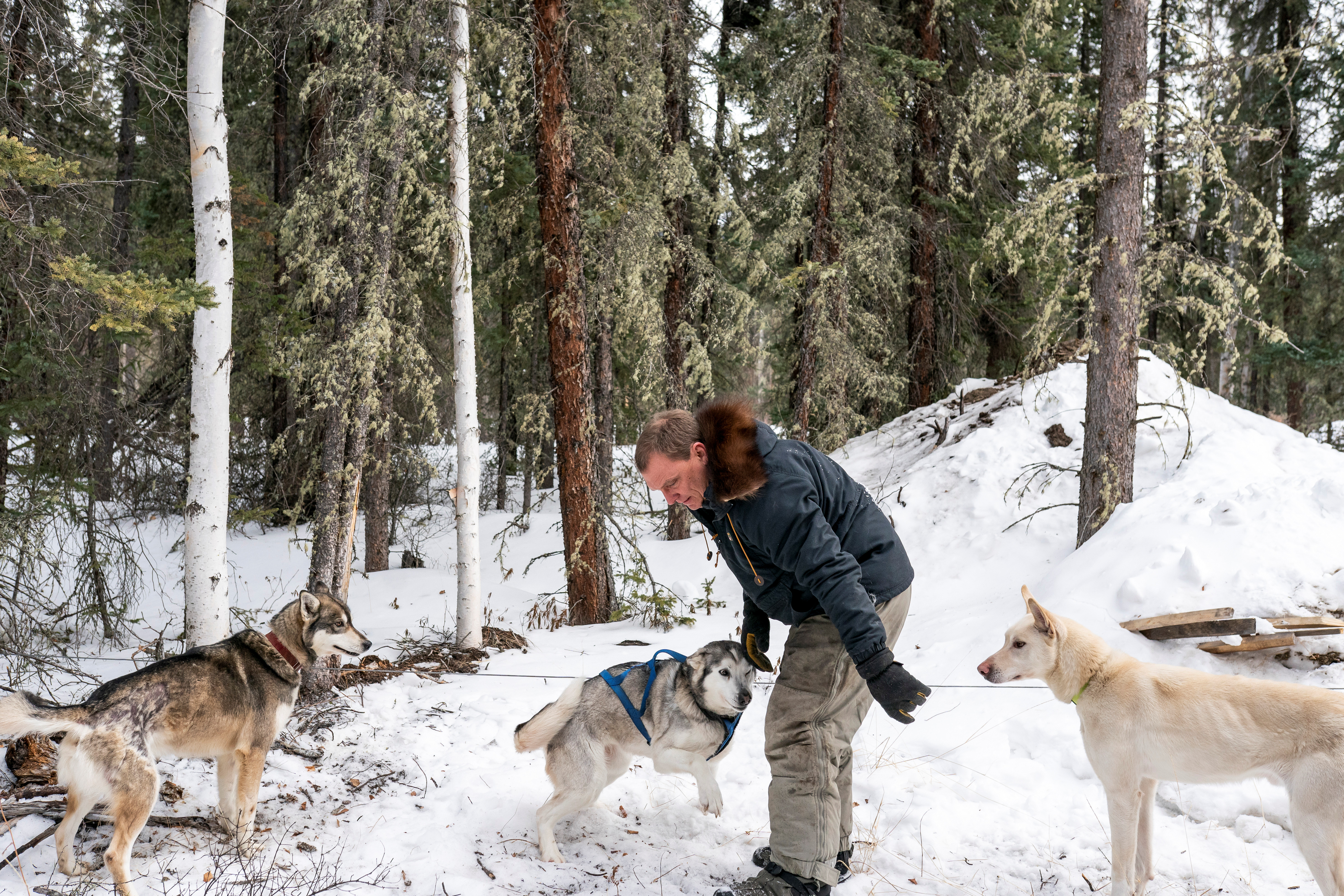 Steve Robbins unhooks his sled dog team after mushing to a vaccination site to help, amid the coronavirus disease (COVID-19) pandemic, in Eagle, Alaska, U.S., March 31, 2021. Picture taken March 31, 2021.  REUTERS/Nathan Howard