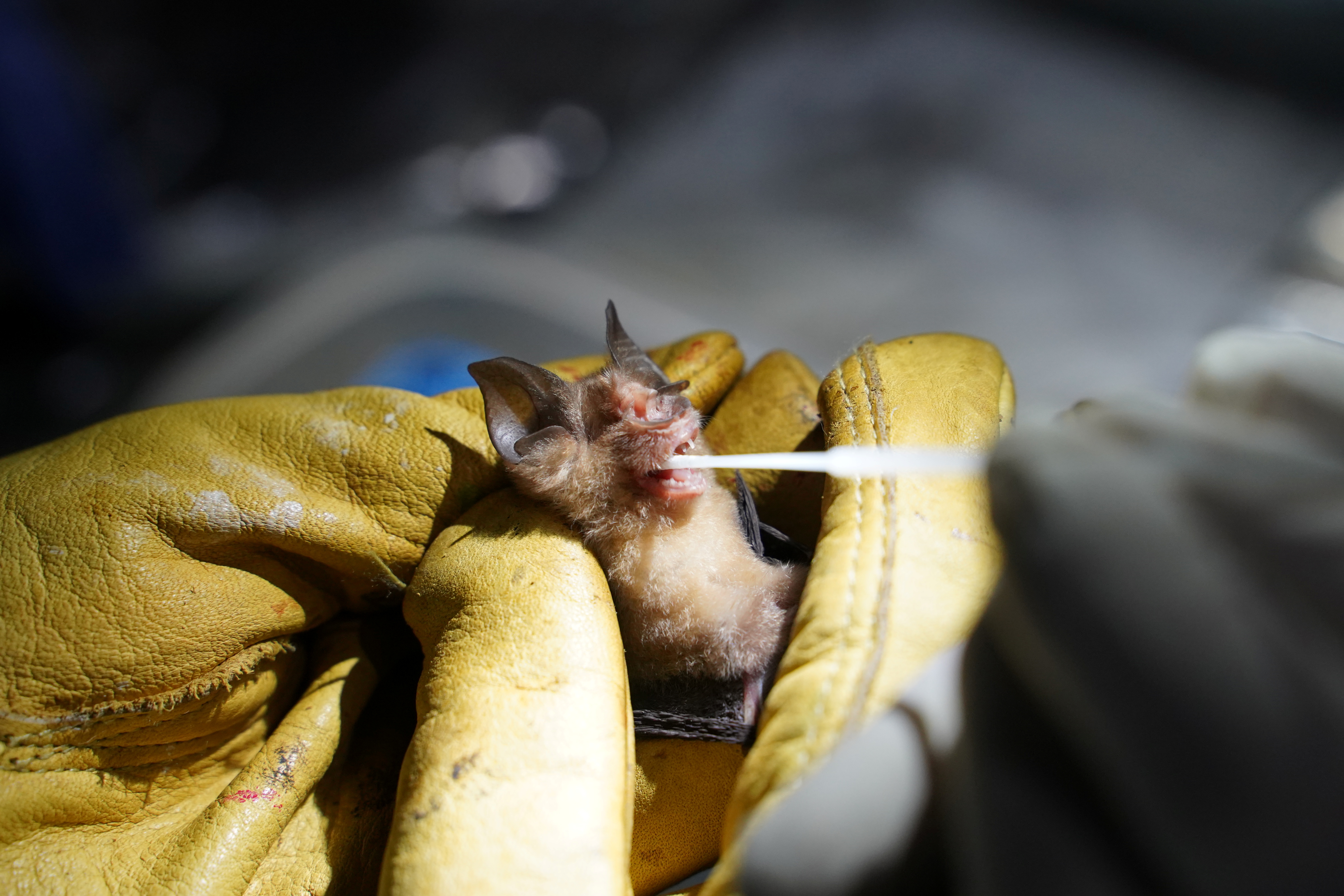 Institut Pasteur du Cambodge researchers collect samples from bats captured at Chhngauk Hill