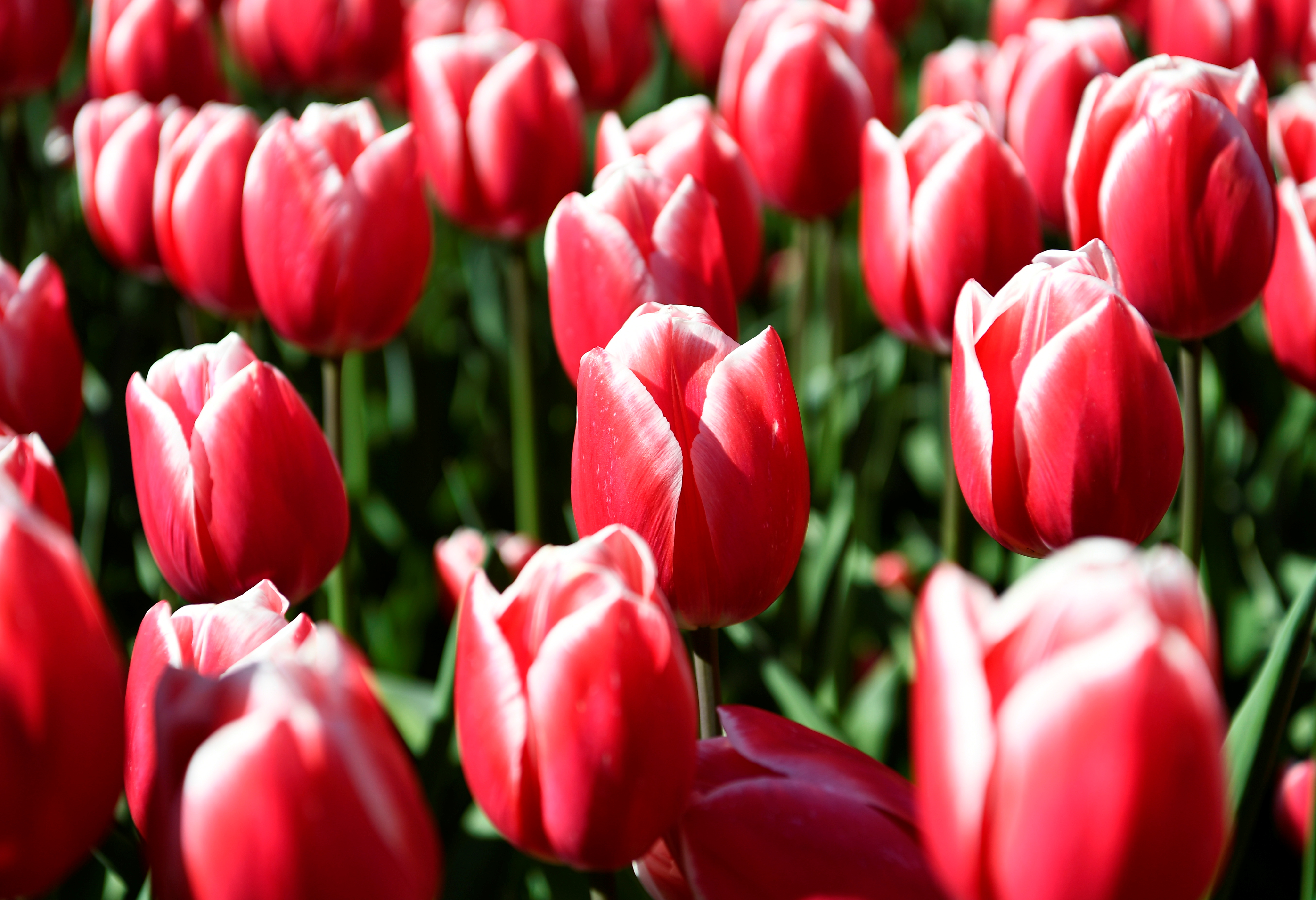 Tulips are seen at the Keukenhof park in Lisse