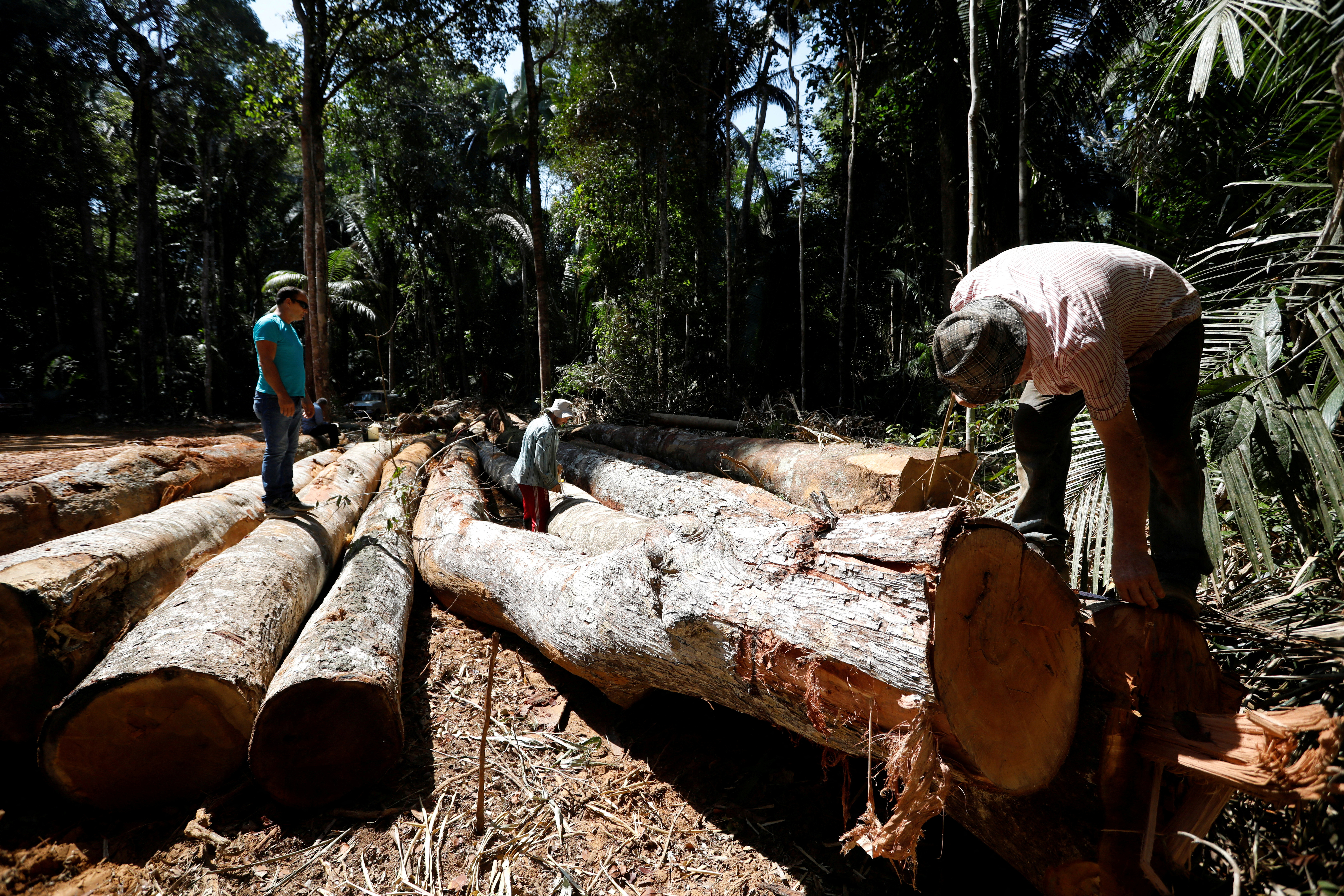 Brazil lawmakers pass bill to pave a highway through  rainforest
