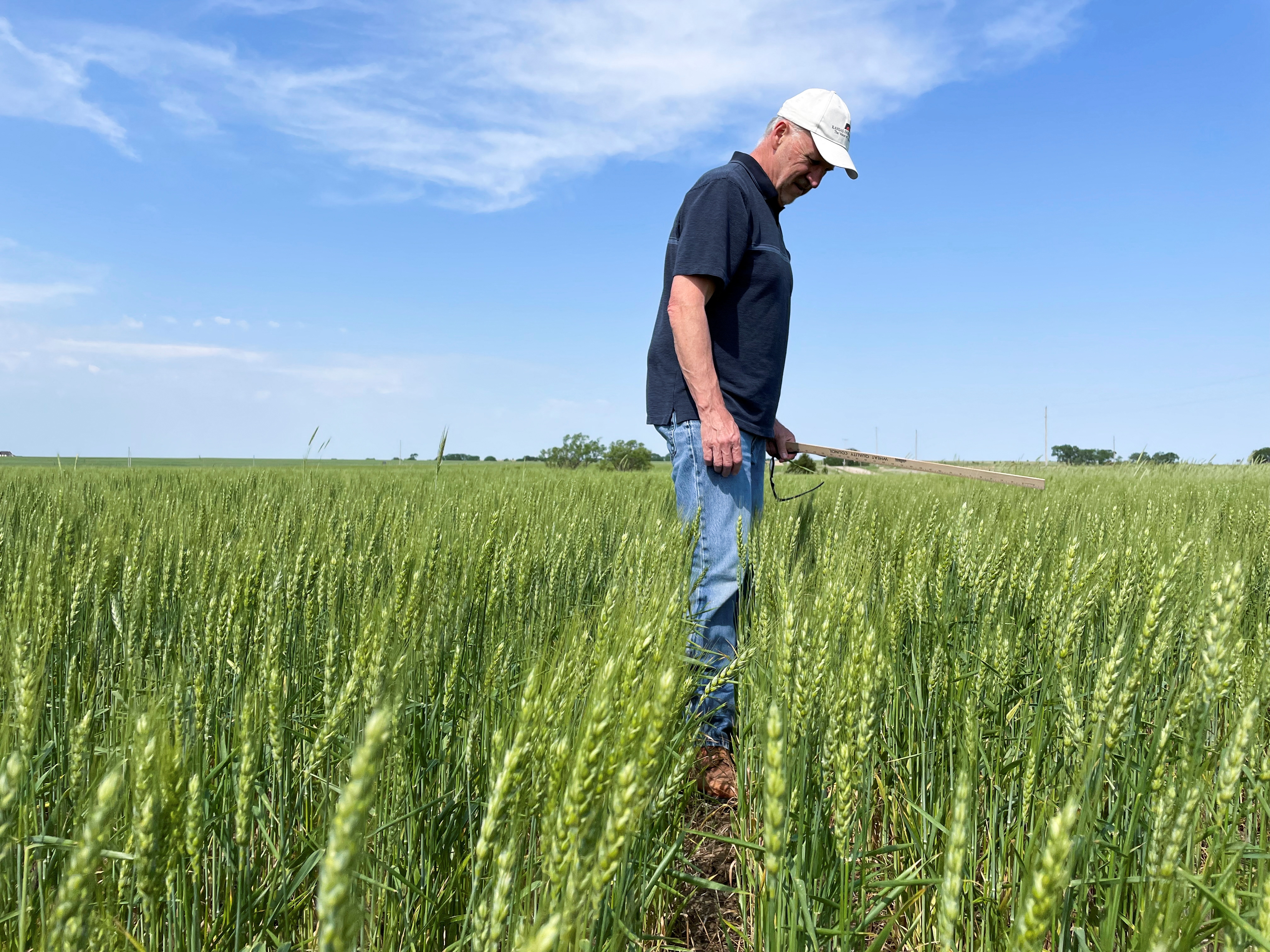 Mark Nelson, a scout on the Wheat Quality Council's Kansas wheat tour, checks a winter wheat field north of Minneapolis