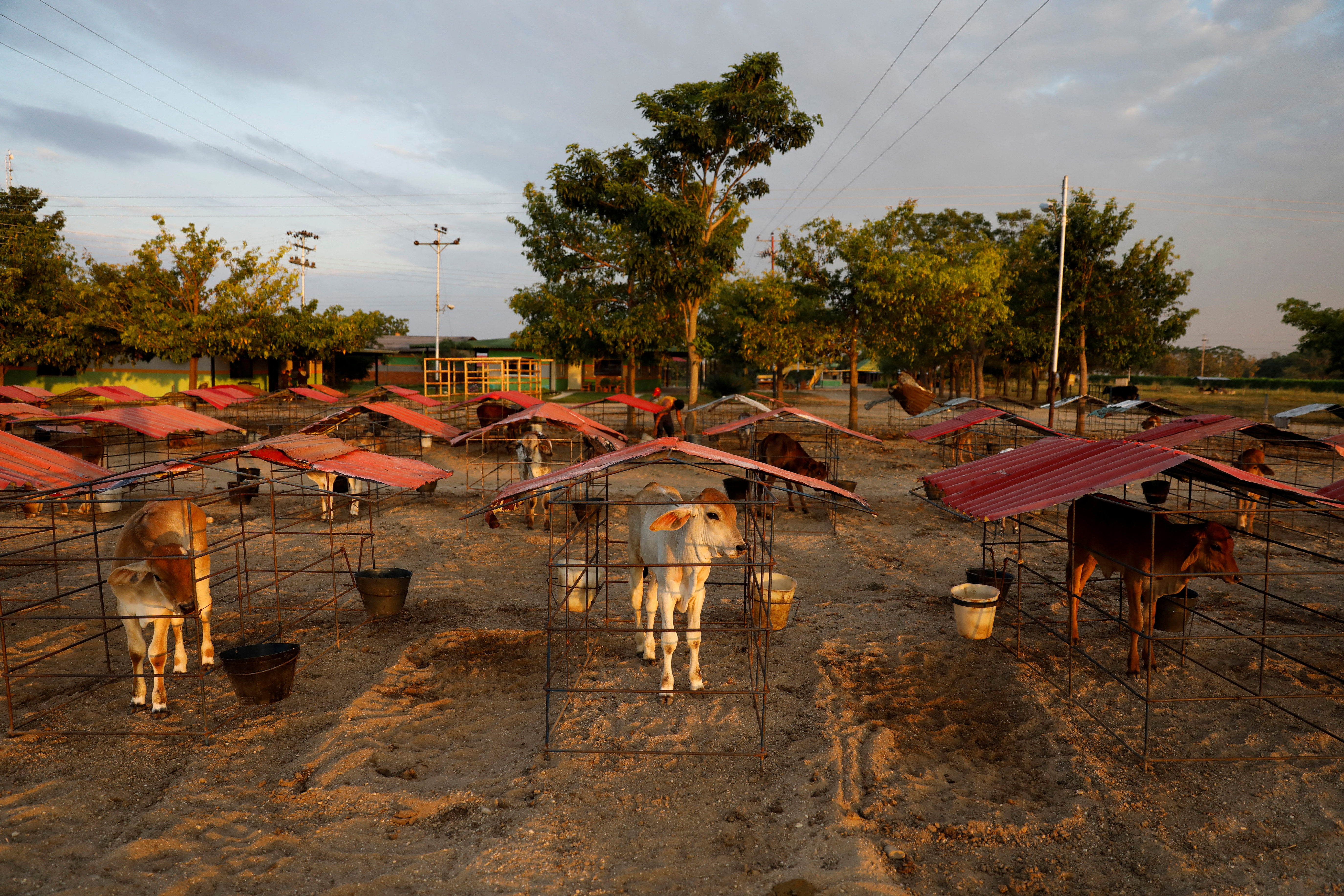 Calves stand in their pens at a cattle farm, in Barinas, Venezuela January 11, 2022.  REUTERS/Leonardo Fernandez Viloria
