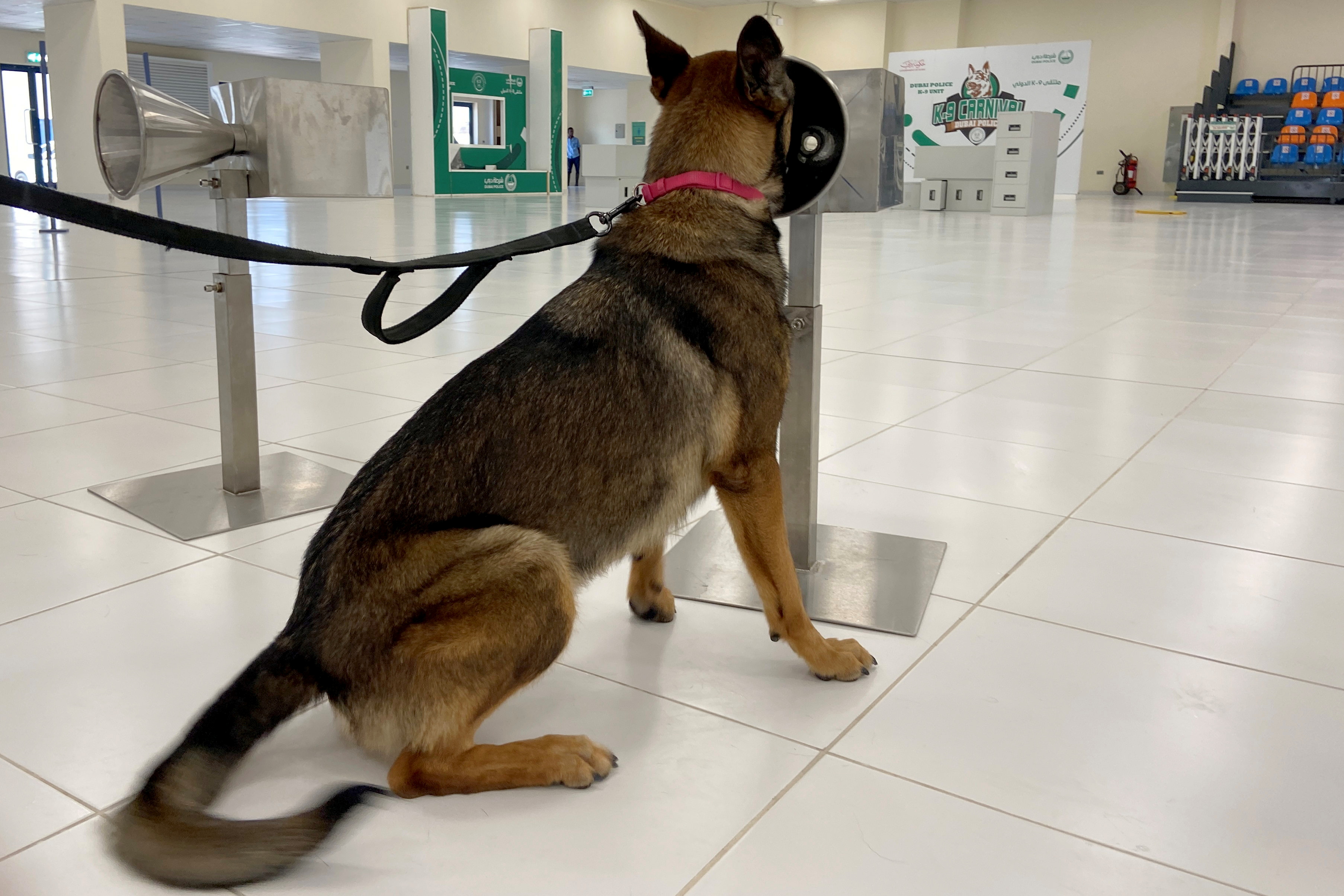 A dog that has been trained by Dubai Police K-9 unit to sniff out COVID-19 screens a sweat sample in Dubai, United Arab Emirates, September 13, 2021. REUTERS/Abdel Hadi Ramahi