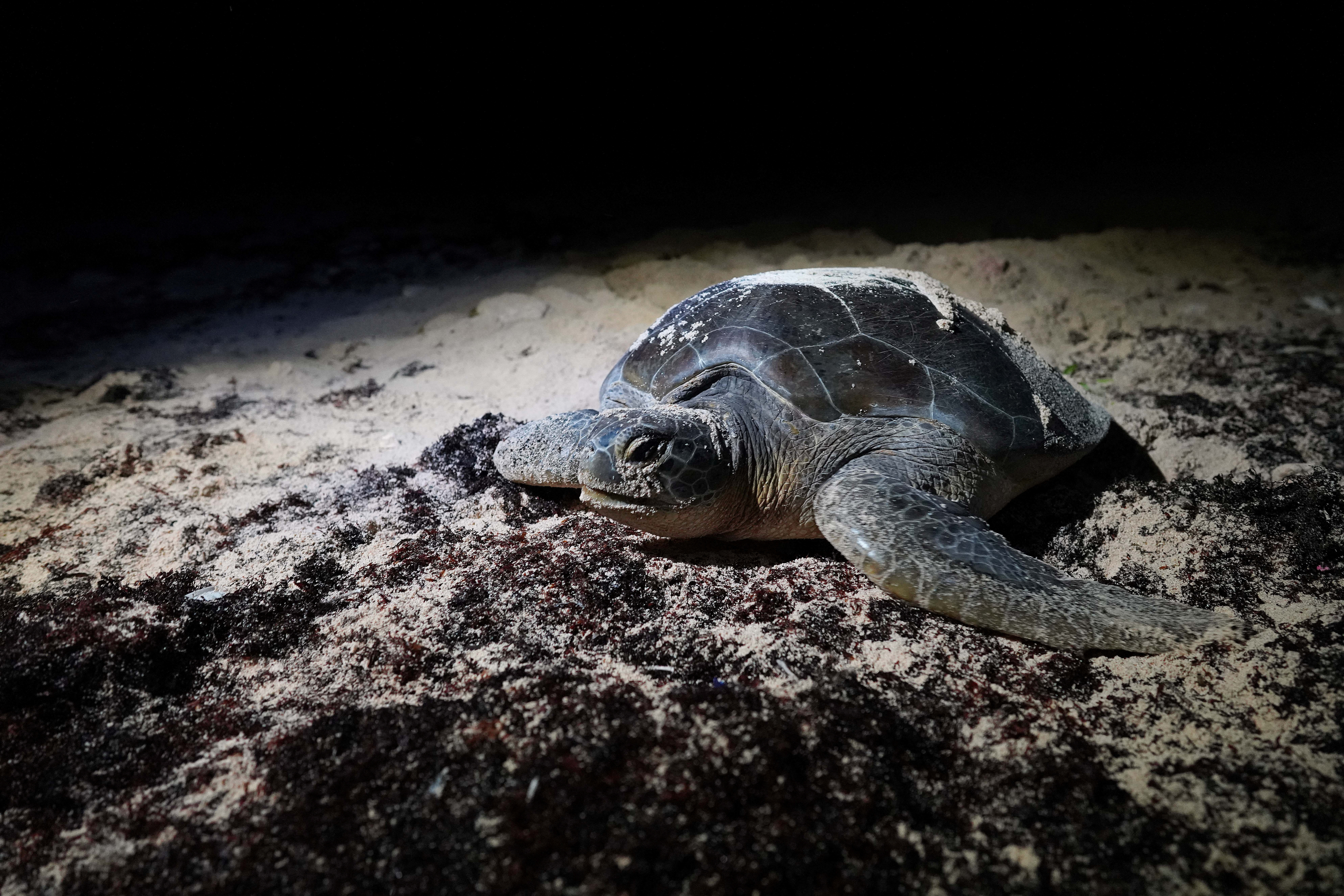 Eine grüne Meeresschildkröte am Strand der Halbinsel Guanahacabibes, Kuba, 28. Juni 2022. | Bildquelle: © REUTERS/Alexandre Meneghini | Bilder sind in der Regel urheberrechtlich geschützt
