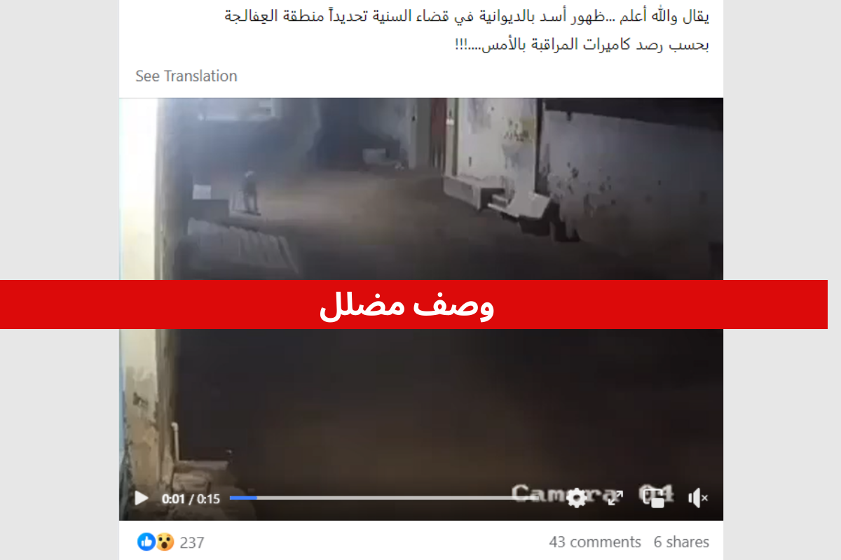 تقصي الحقيقة: فيديو لهروب أسد من محمية في الهند على أنه في العراق | رويترز