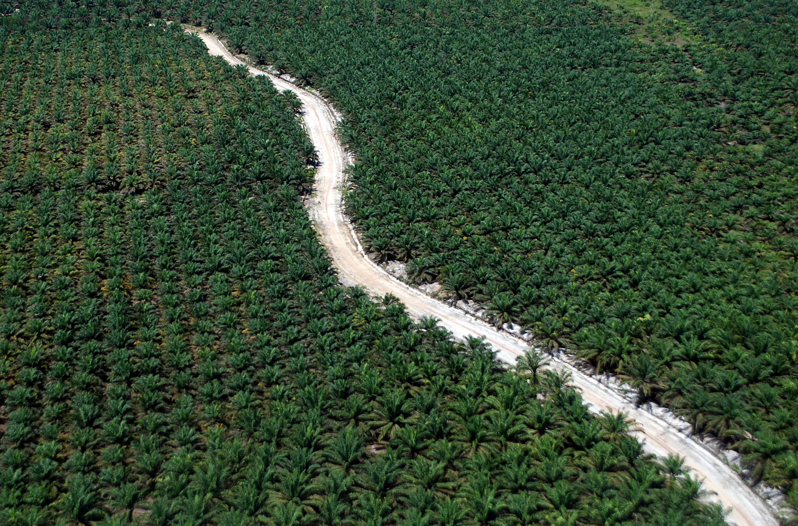 Aerial photo of oil palm plantations in Dumai
