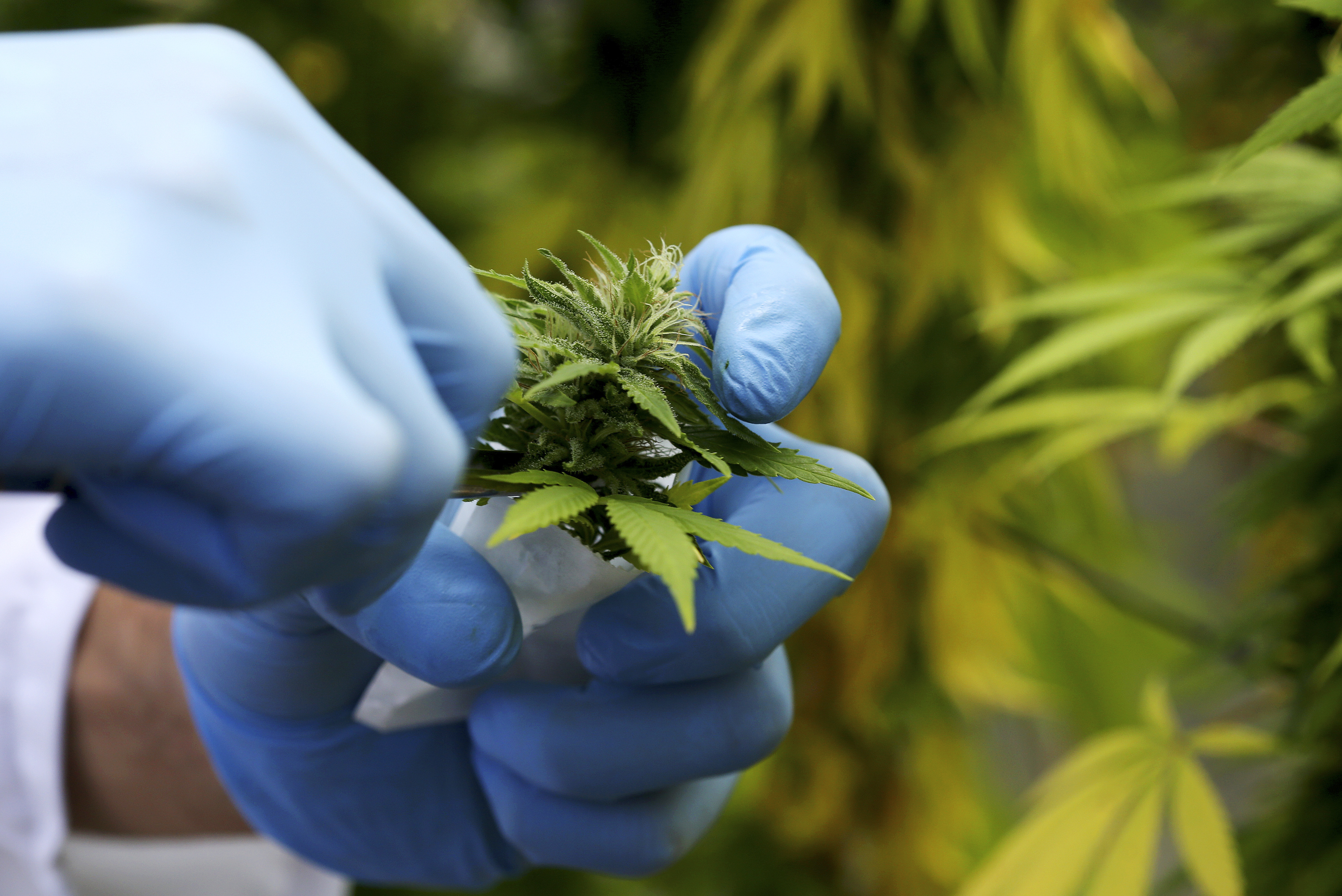 A production assistant collects a Cannabis plant in a state-owned agricultural farm in Rovigo