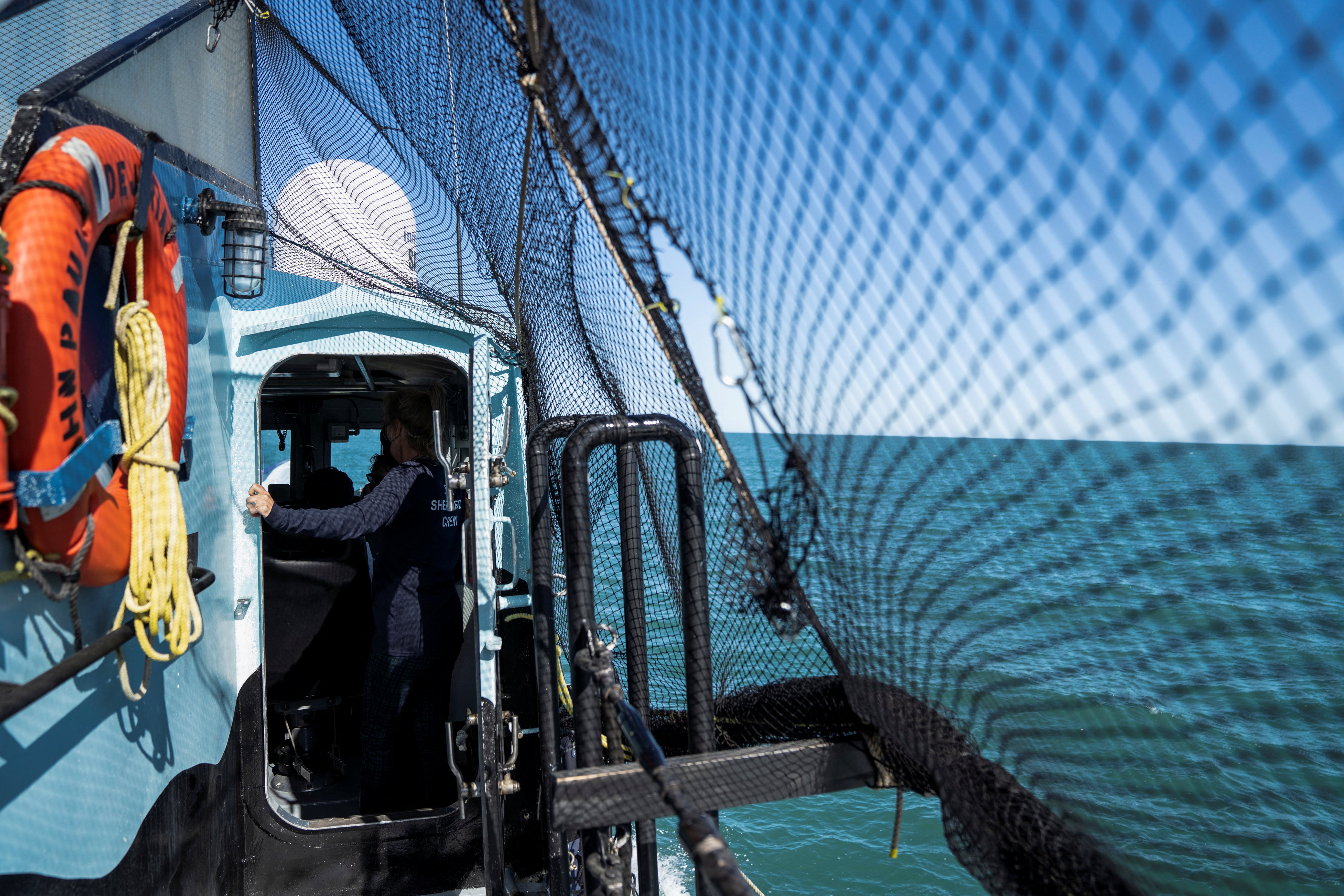 Mexico's Vaquita porpoise recovers after joint effort of Marine and Sea Shepherd