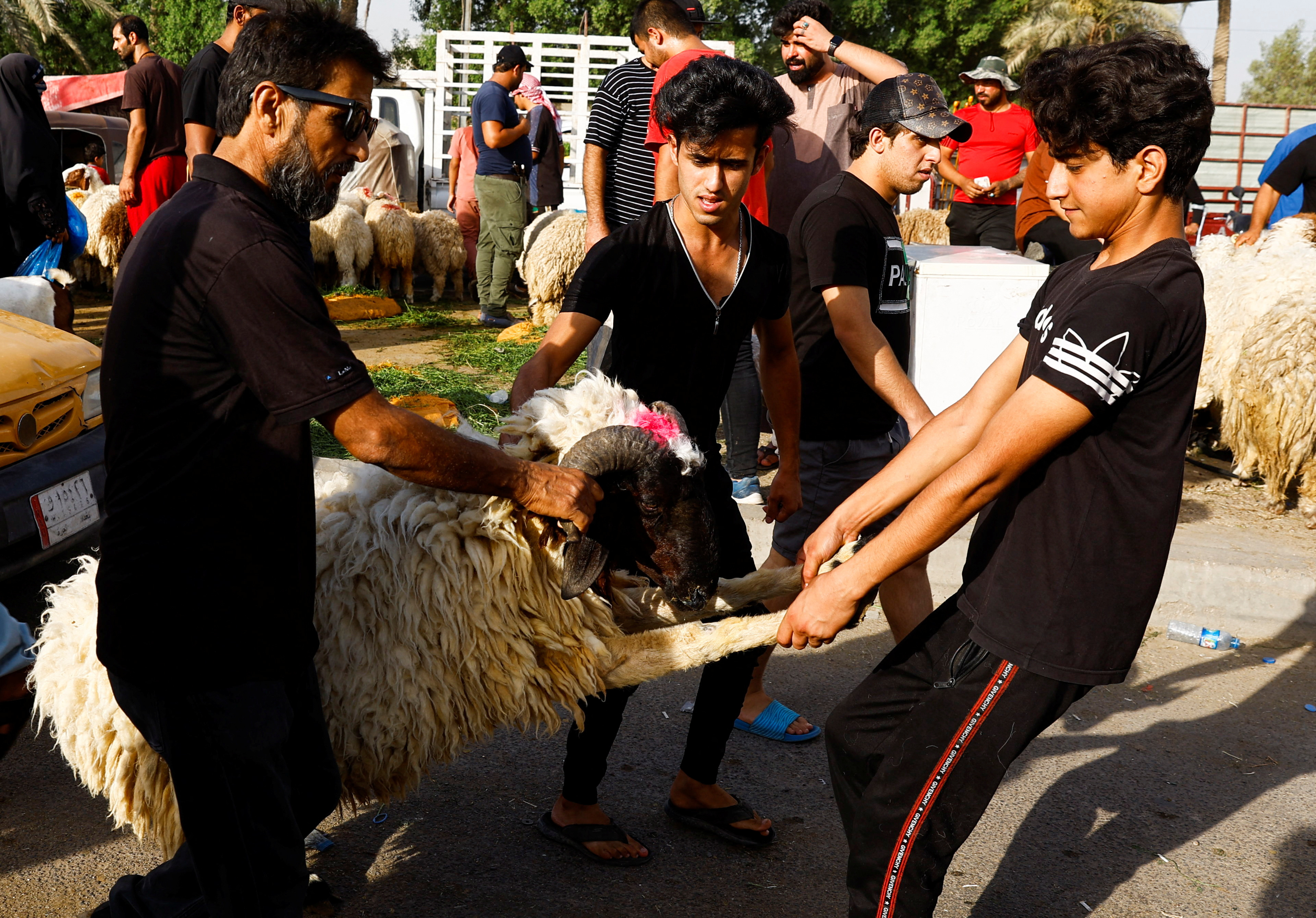 Iraqi men move a sacrificial ram after purchasing it from a livestock market, ahead of the Eid al-Adha festival, in Baghdad