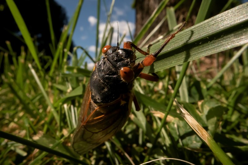 The Wider Image: Getting up close with cicadas to find climate change clues
