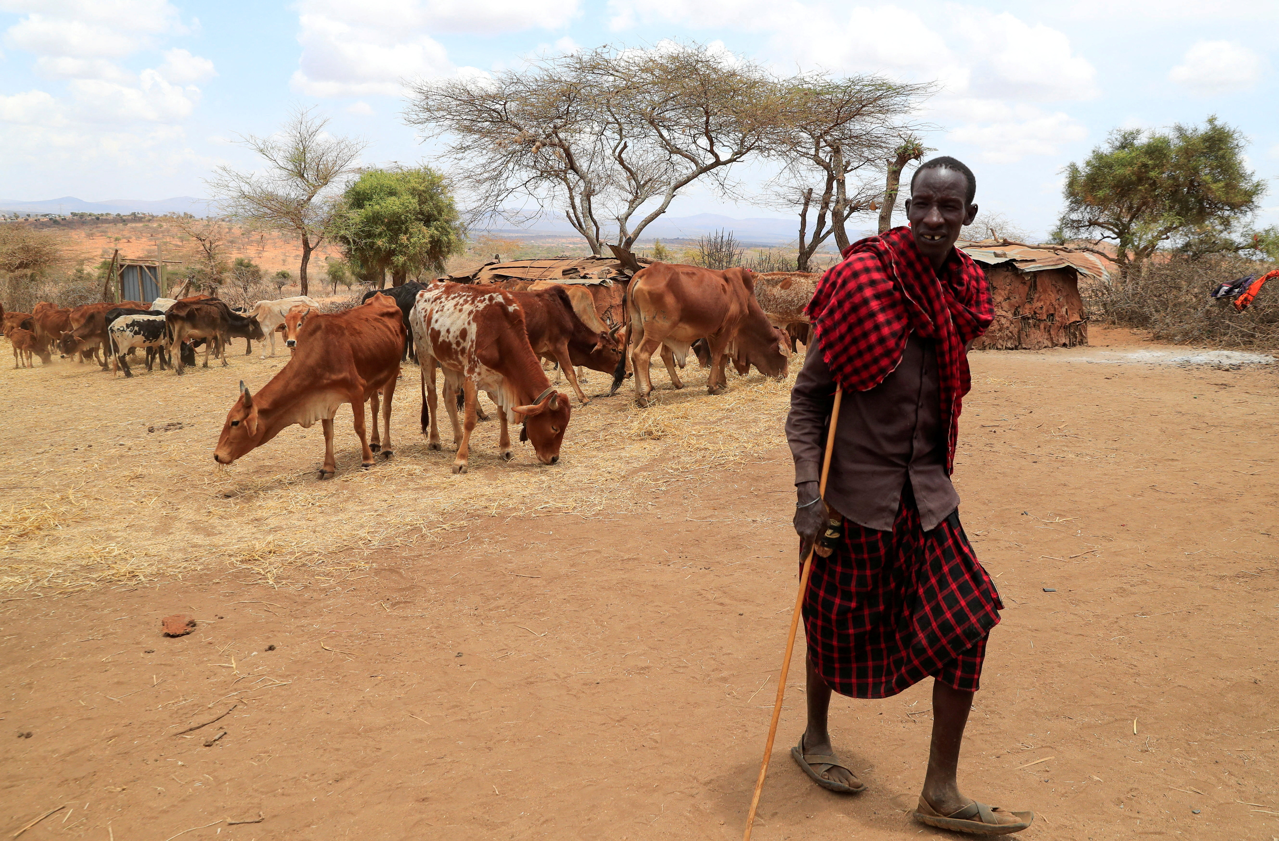 La sequía en Kenia obliga a los pastores maasai a vender ganado demacrado en Kajiado