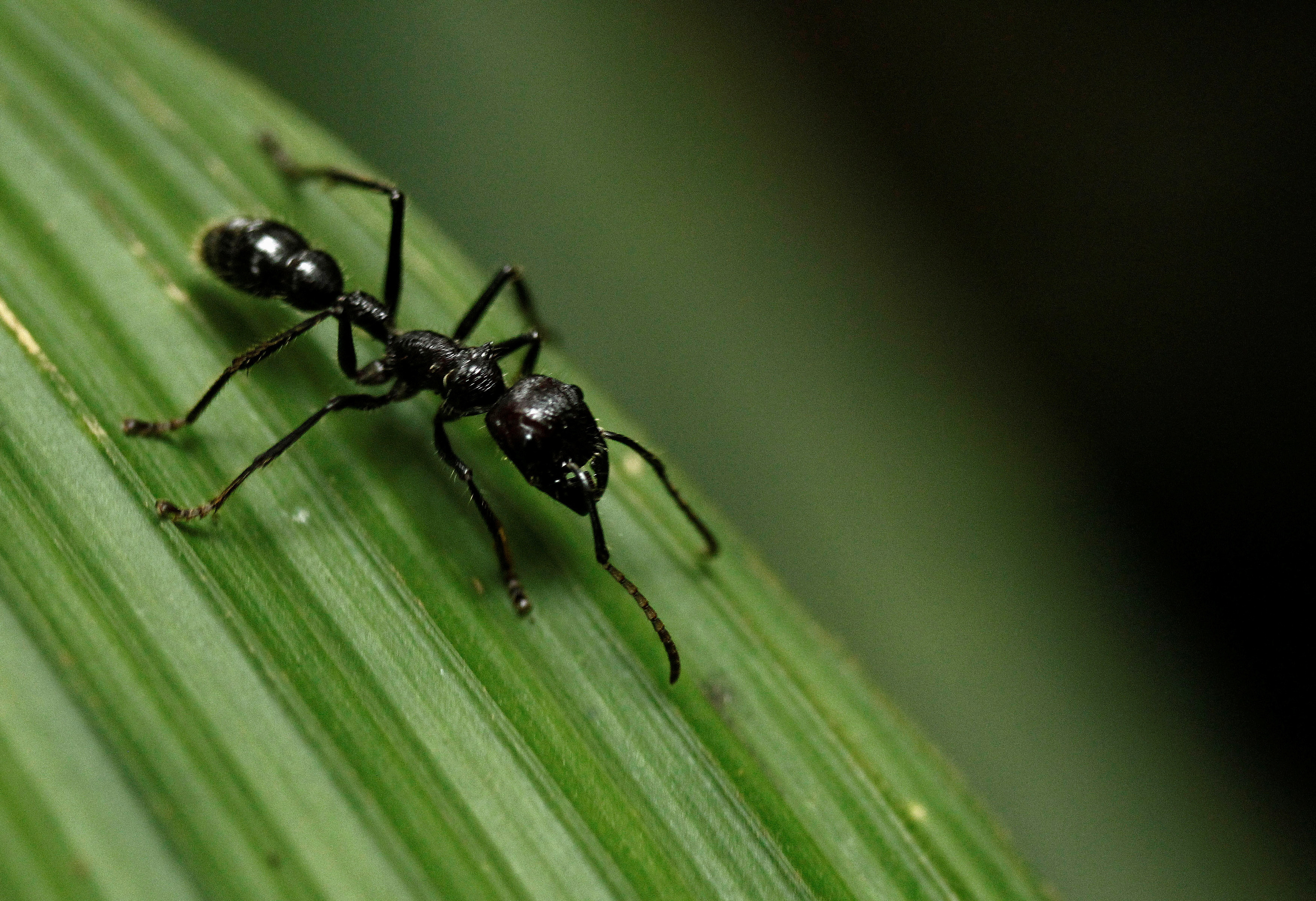Bullet ant walks on leaf at the Braullio Carrillo National Park