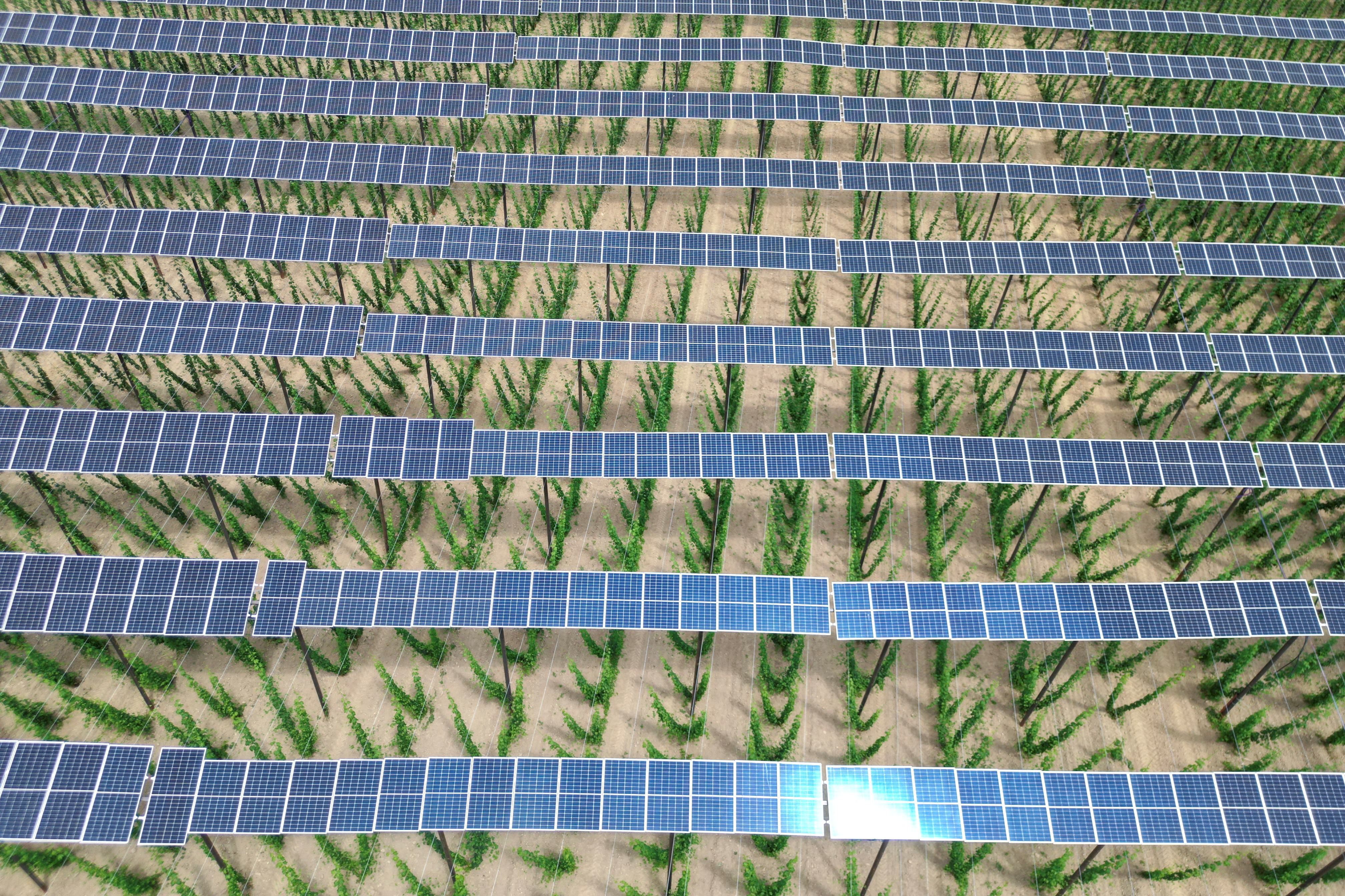 Solar panels are seen atop a hops plantation in the Bavarian Holledau region