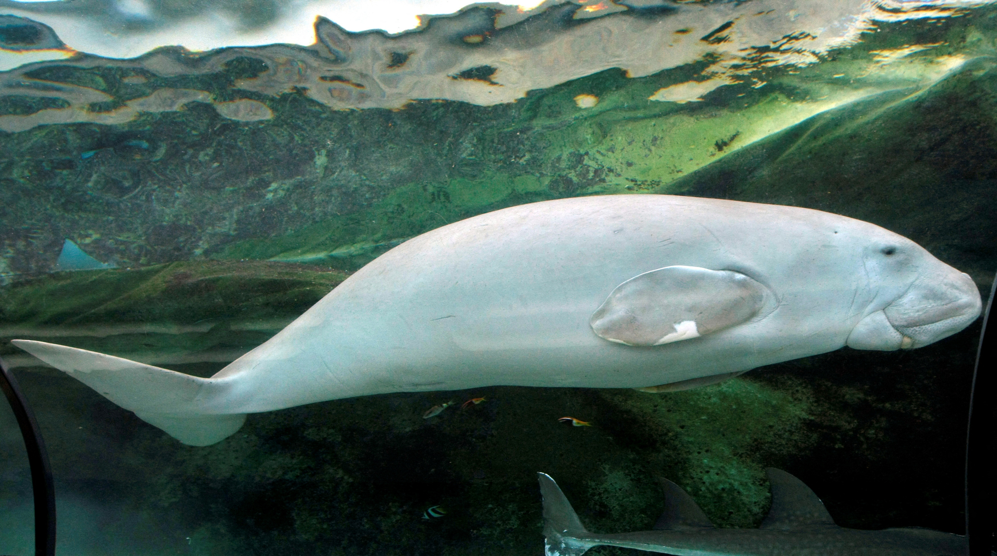"Wuru," a four-year-old female Dugong, swims in her tank at the Sydney Aquarium