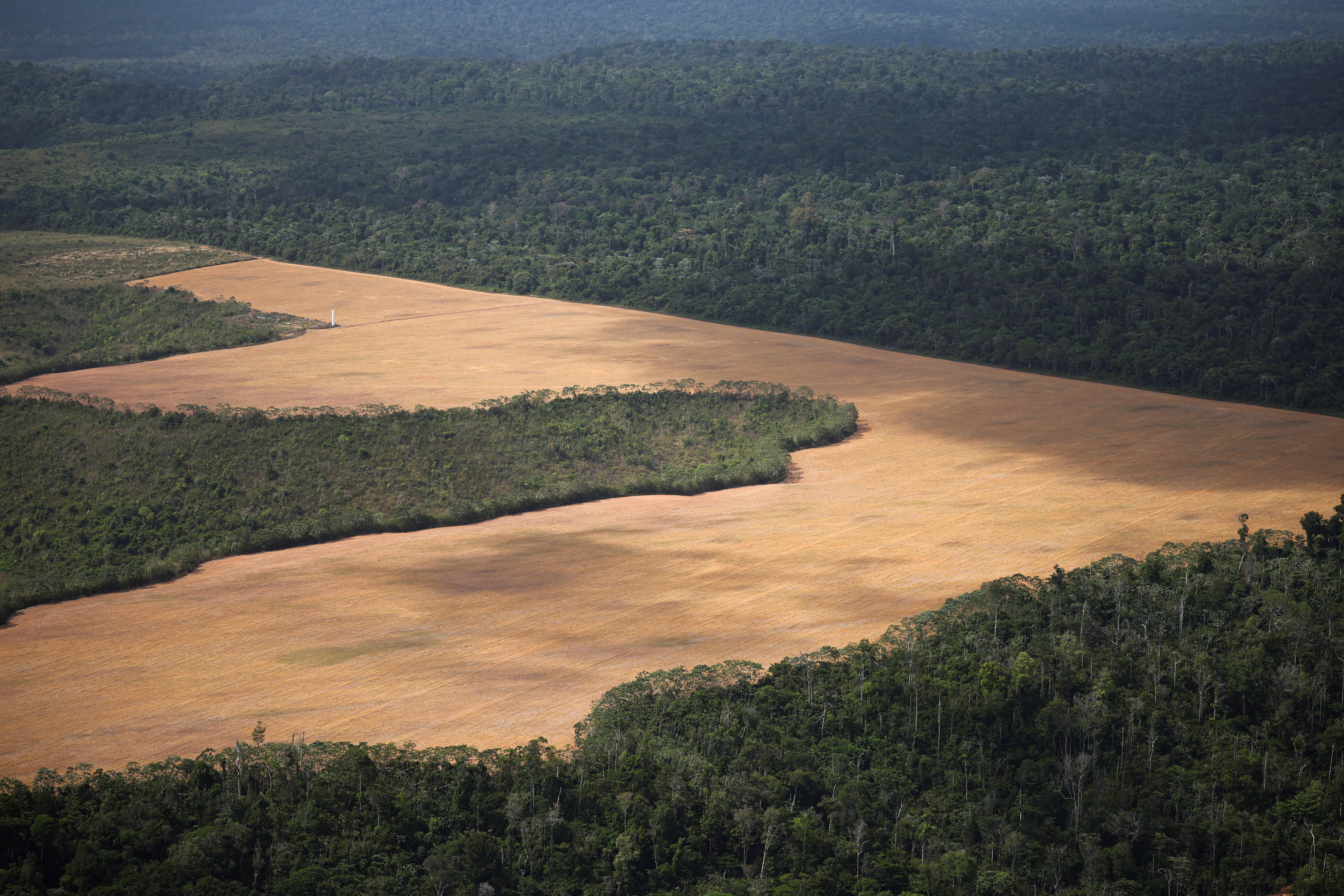 Deforestation News | Today's Latest Stories | Reuters, image size:5500x3667