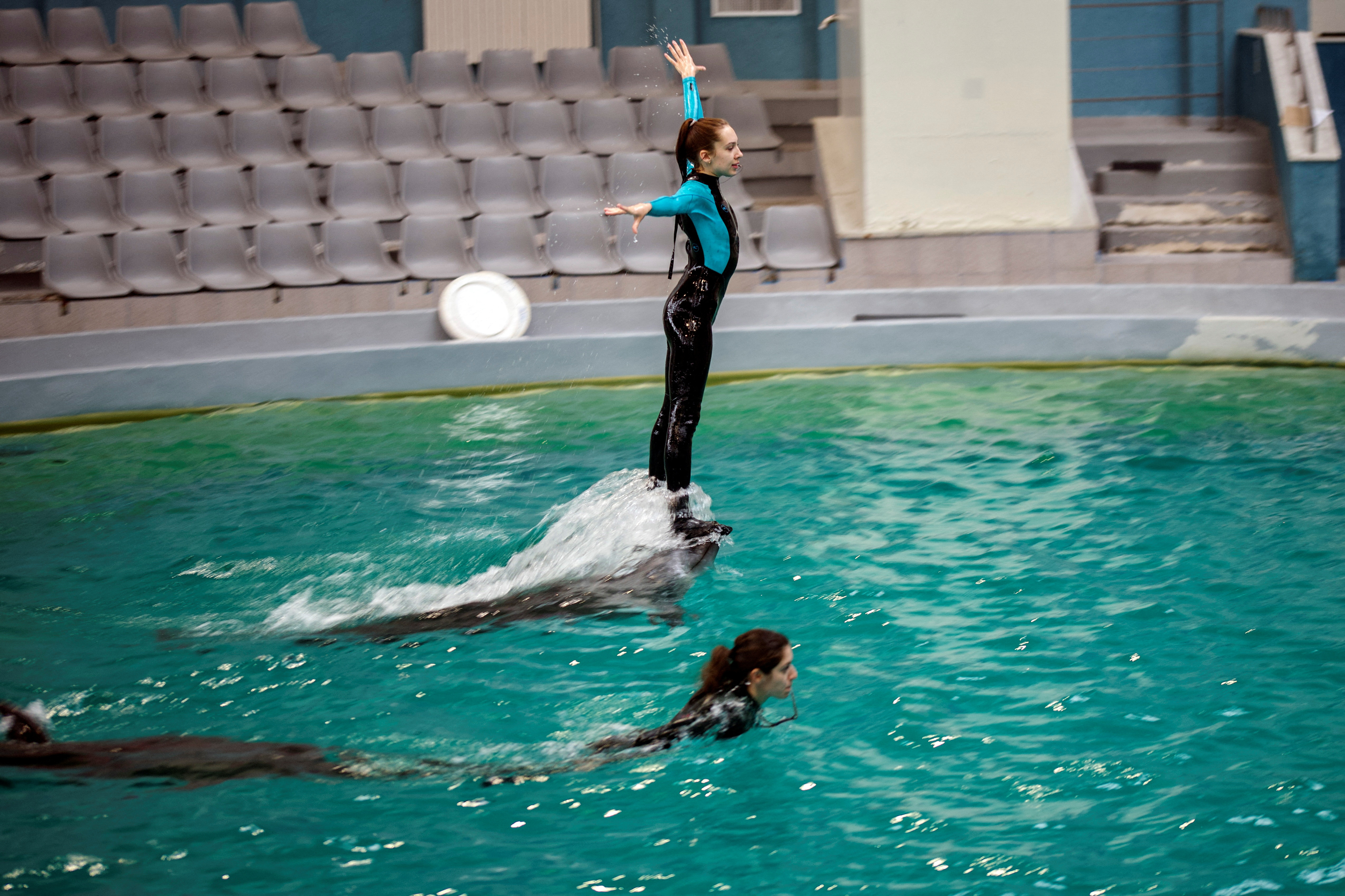 Four dolphins and three sea lions from destroyed aquarium in Ukraine find refuge in Constanta Dolphinarium
