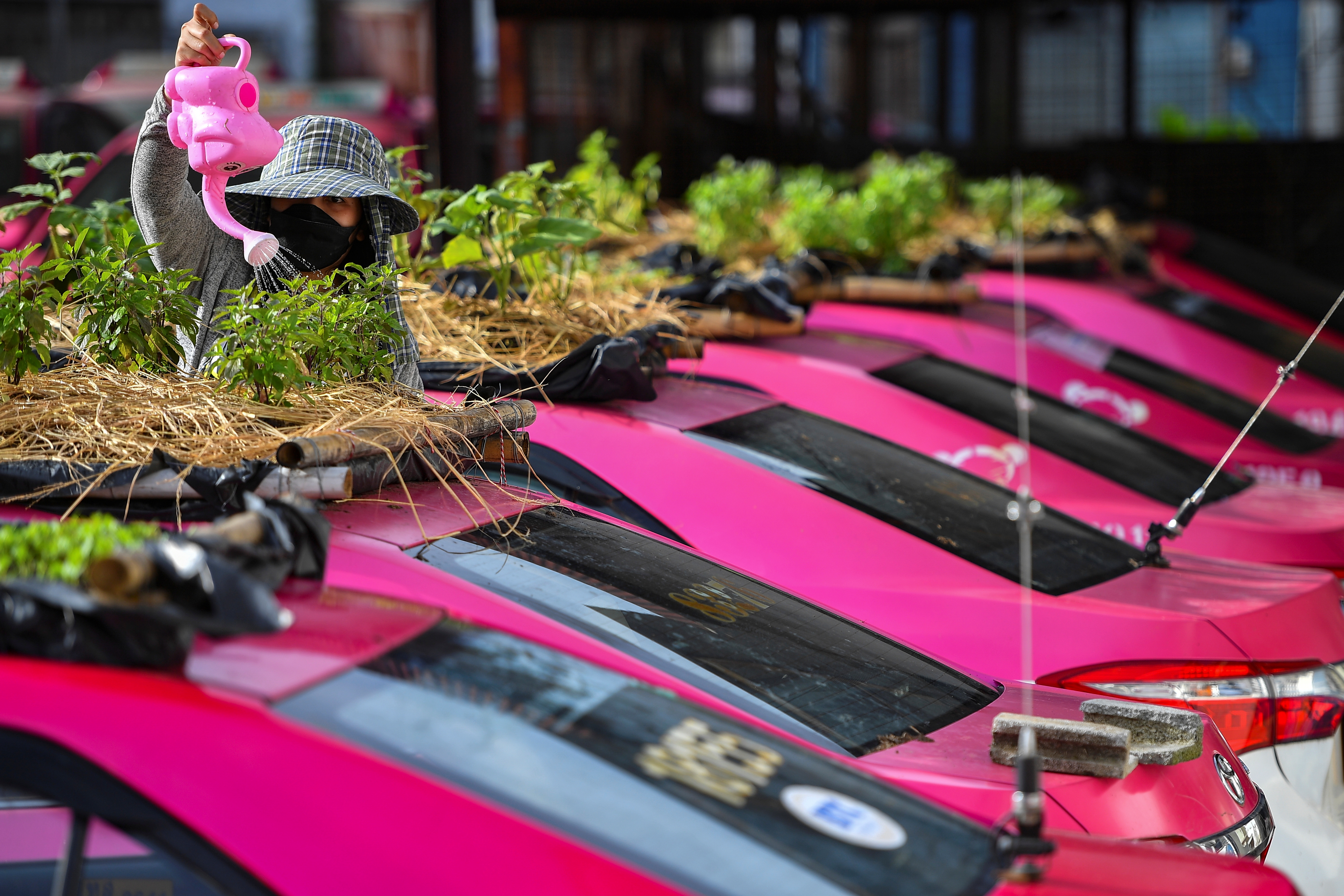 Taxi garages are converting unused taxi roofs into miniature gardens due to the COVID-19 crisis in Bangkok