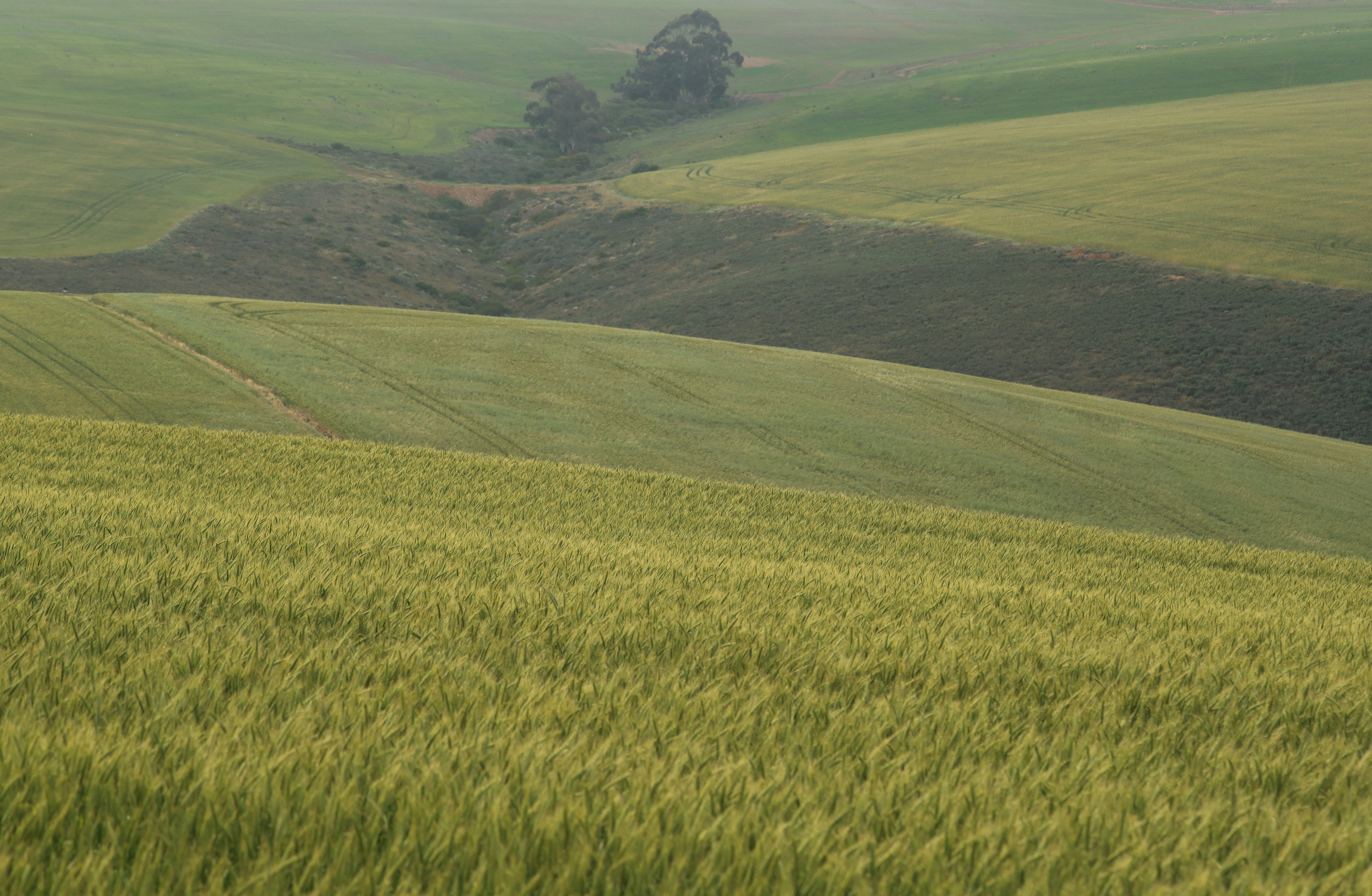 Fields of barley and wheat are seen outside Caledon near Cape Town, South Africa