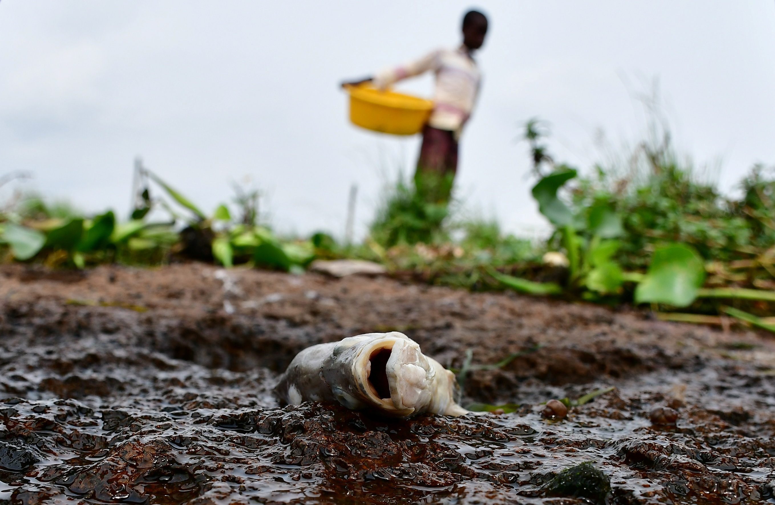 Ugandans Baffled By Dead Perch Washed Up On Lake Victoria Shore Reuters