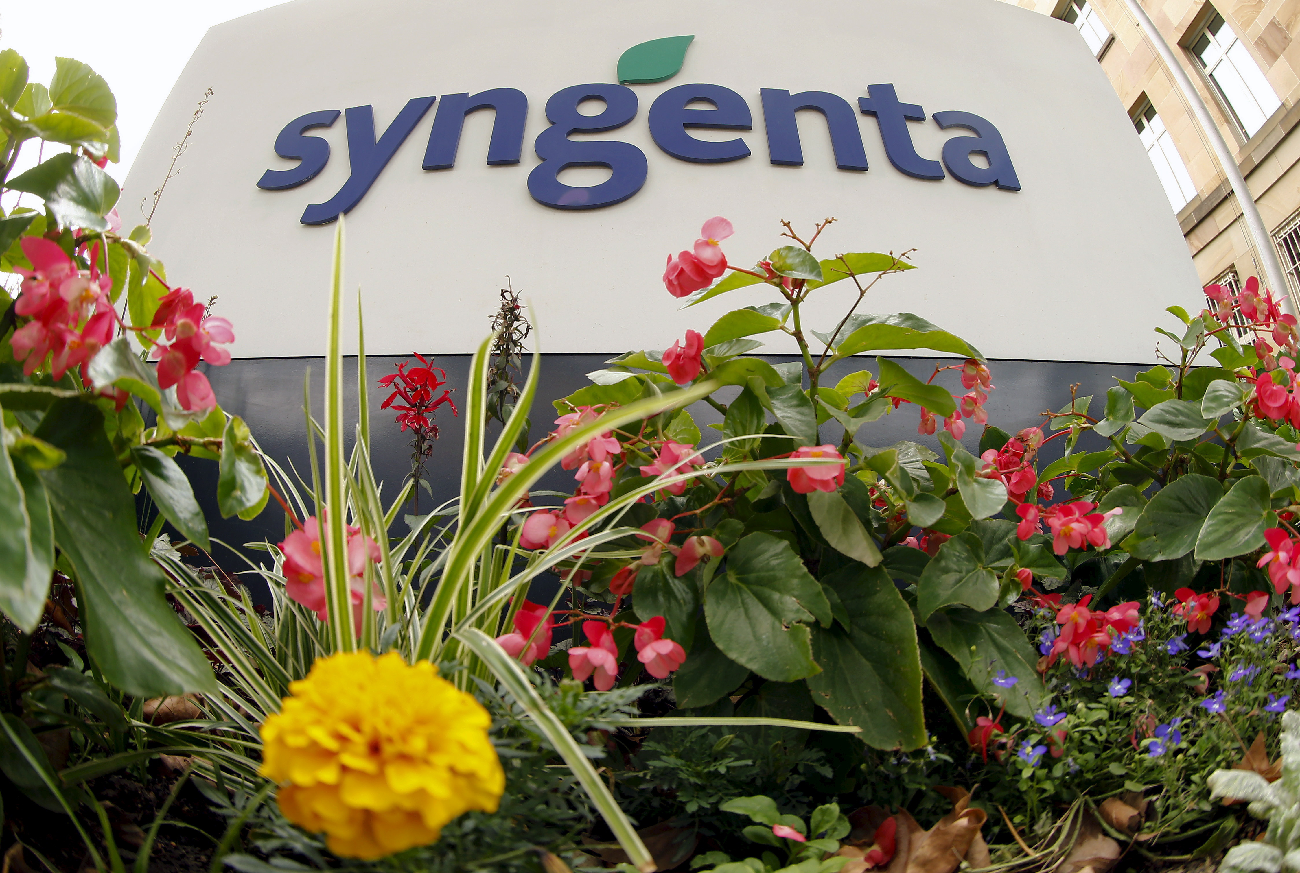 Flowers grow in front of Swiss agrochemicals maker Syngenta's logo at the company's headquarters in Basel