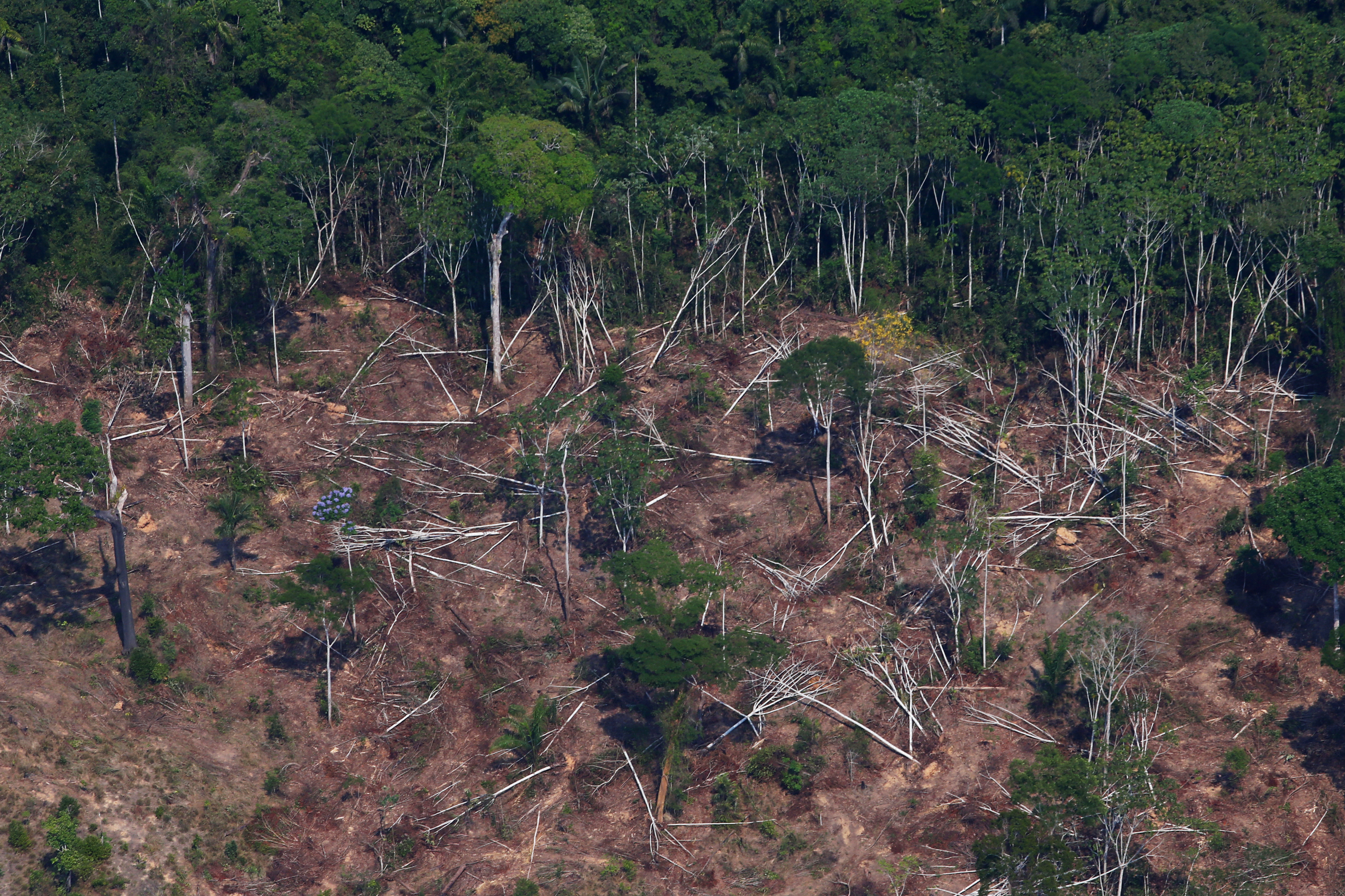 A deforested and burnt plot is seen in Jamanxim National Forest in the Amazon, near Novo Progresso