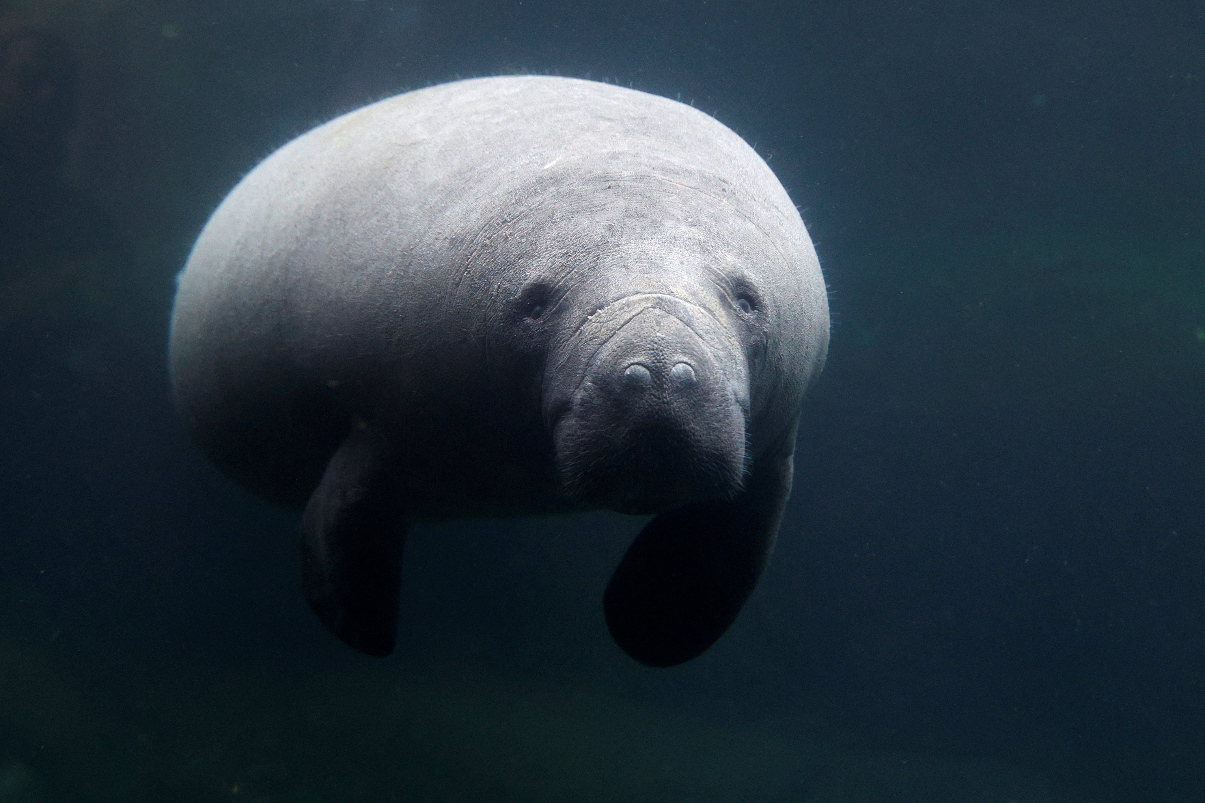 Paris zoo welcomes female sea cow to attempt reproduction, as climate change threatens species