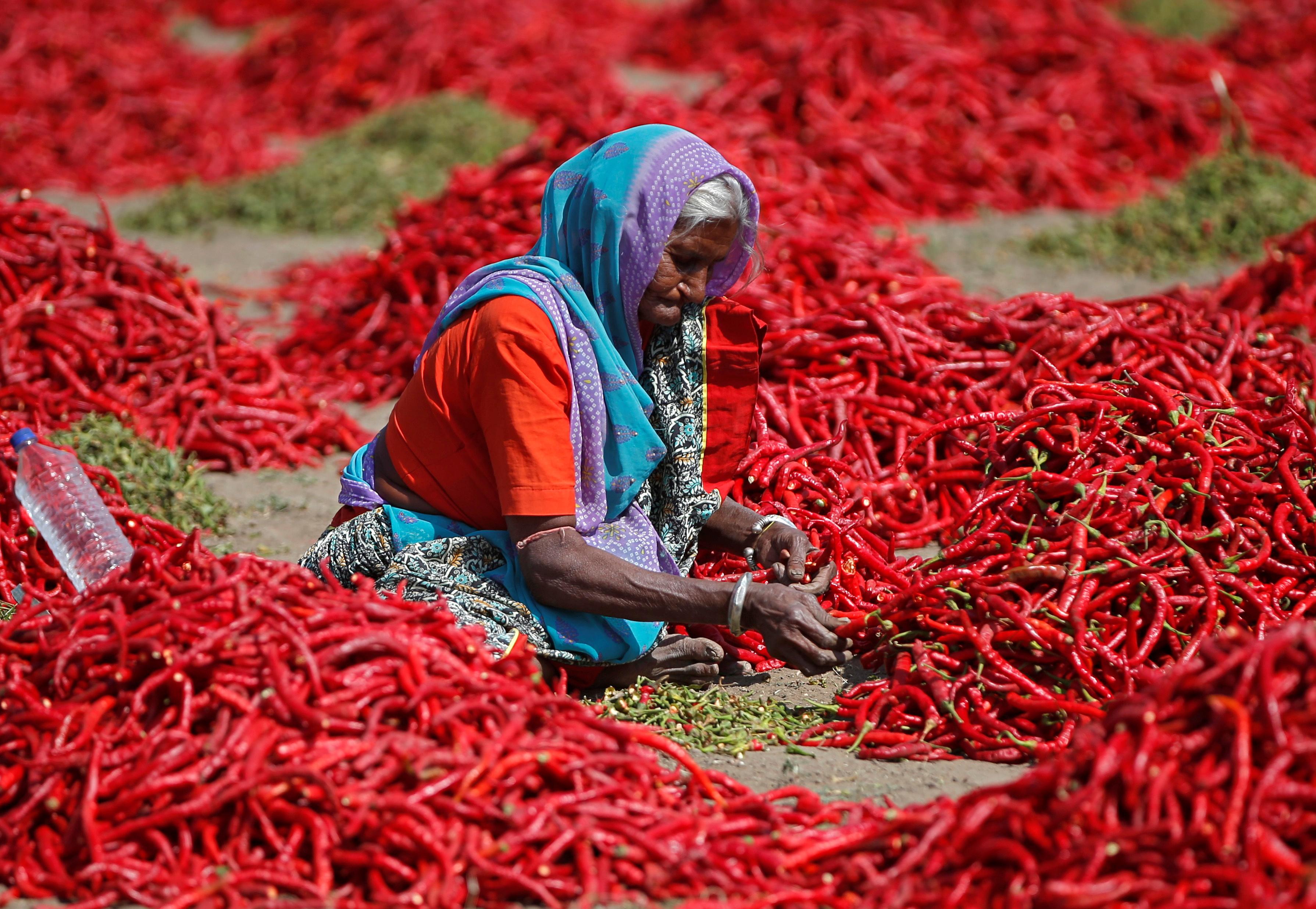 A woman removes stalks from red chilli peppers at a farm in Shertha village on the outskirts of Ahmedabad