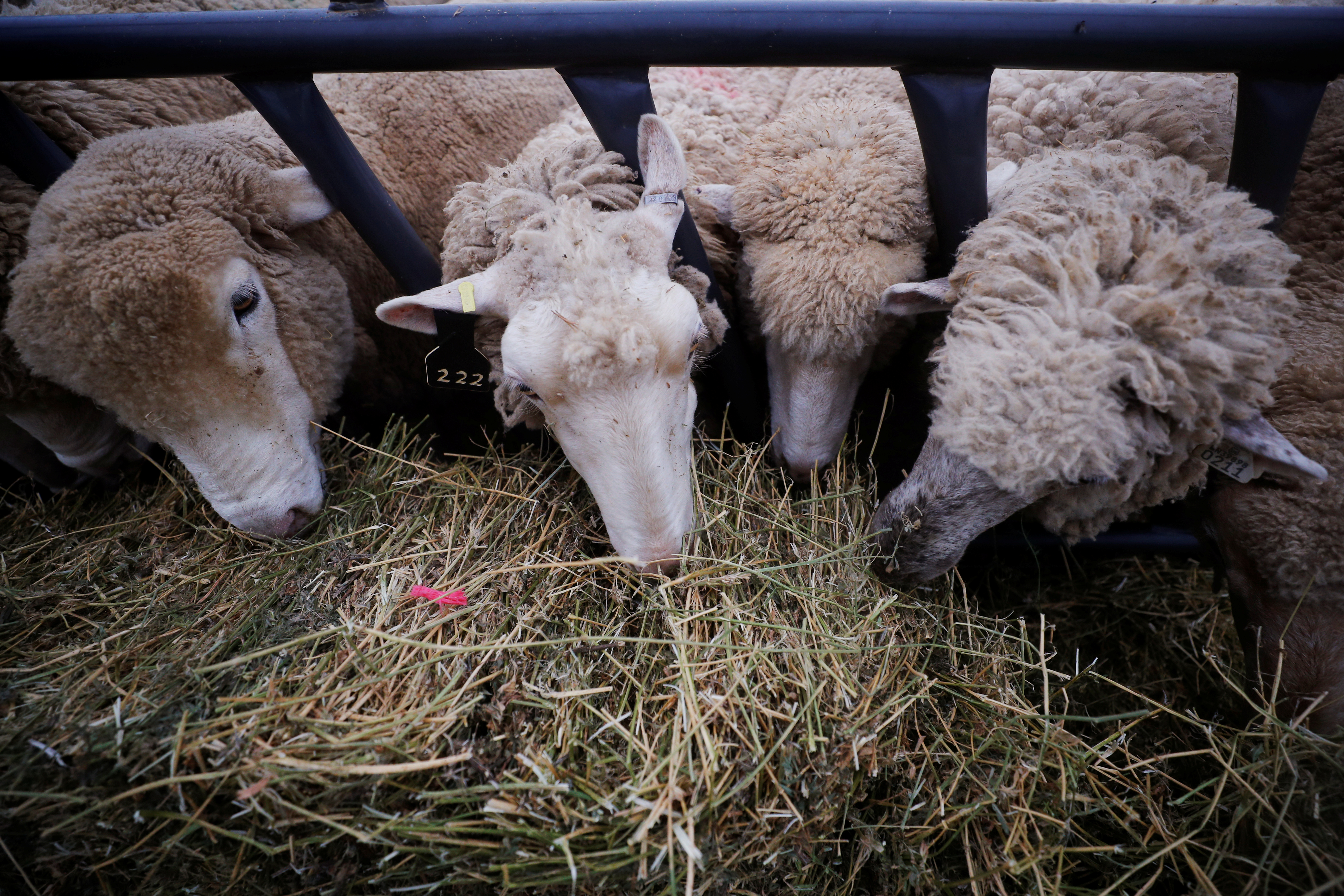 Sheep eat in their enclosure at the Iowa State Fair in Des Moines