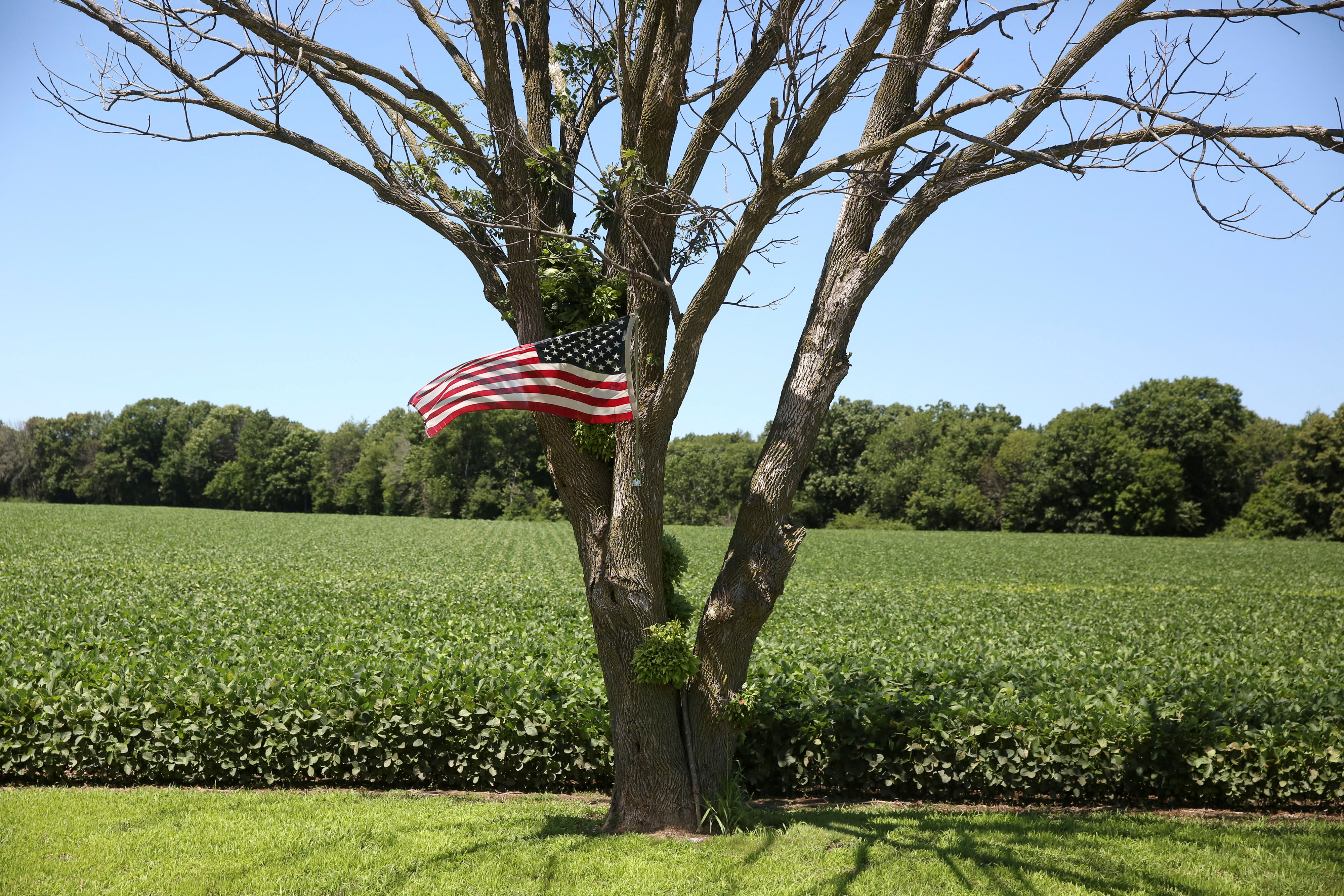A U.S. flag flies near a field of soybeans in Tiskilwa, Illinois