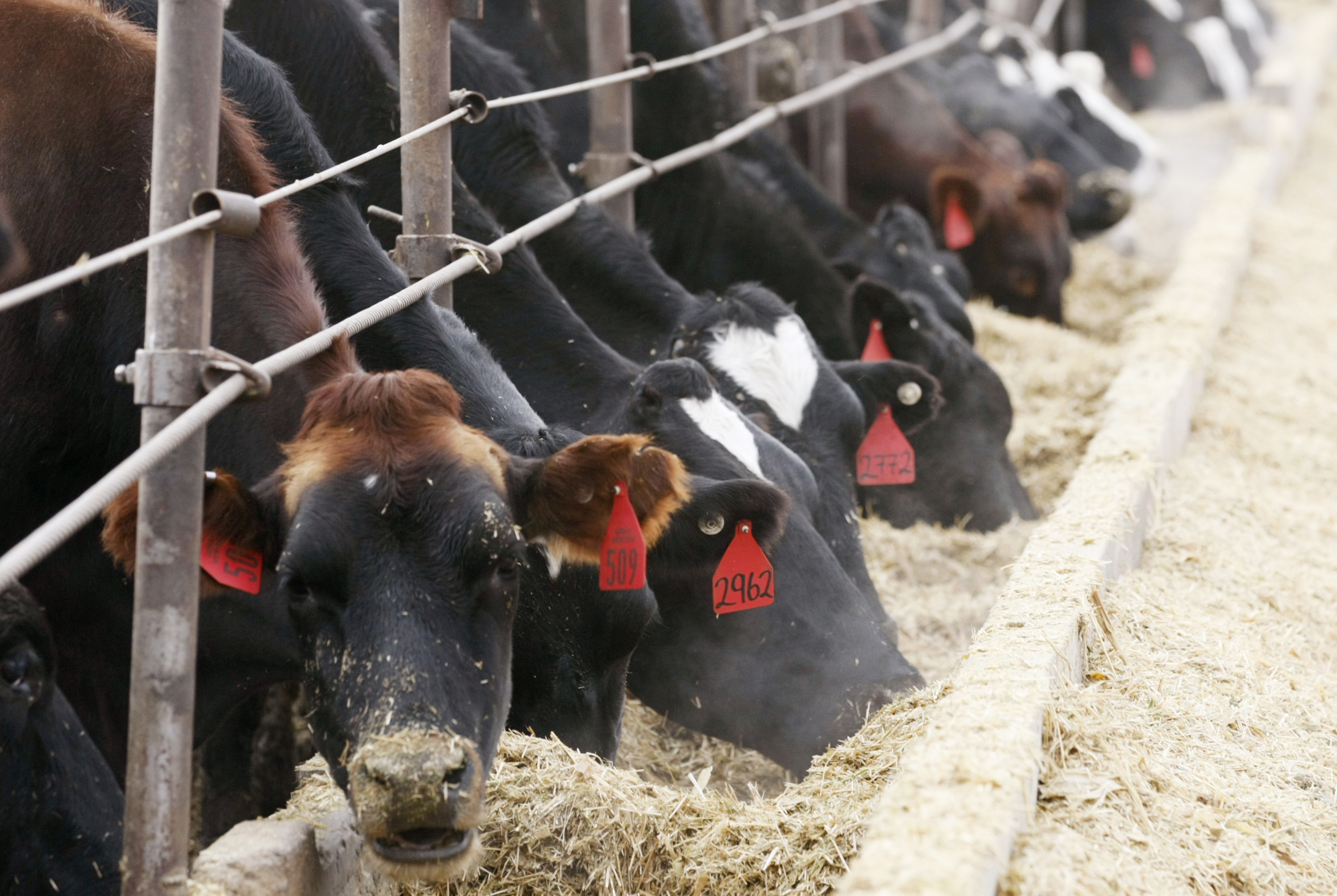 Cattle feeding in Colorado, U.S.. REUTERS/Rick Wilking