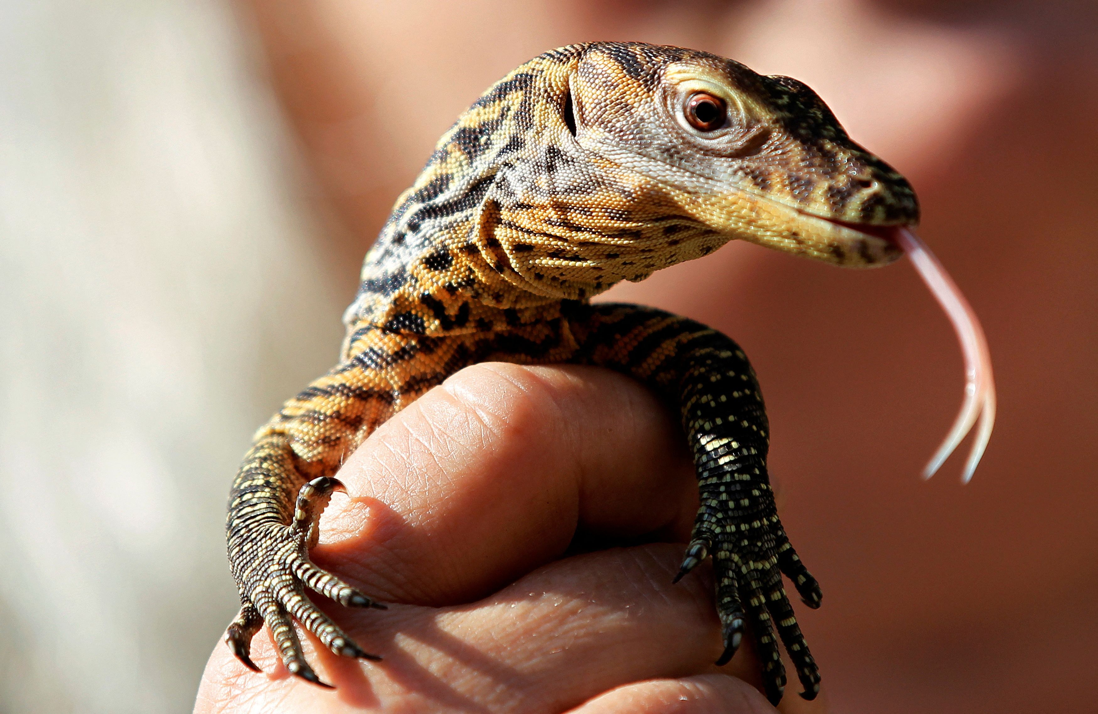 A reptile curator holds a 10-day-old baby Komodo dragon at Prague Zoo