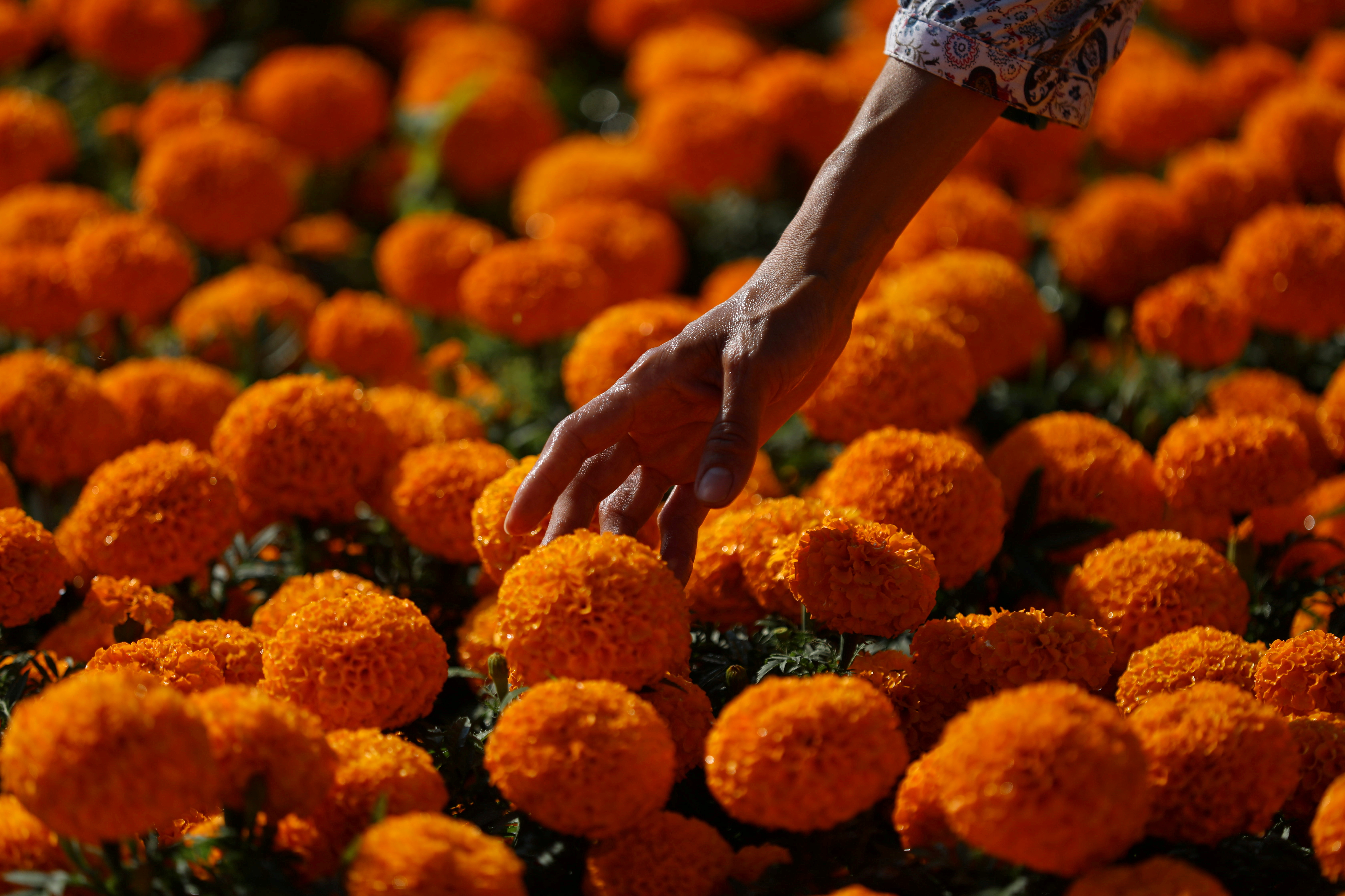 A woman collects Cempasuchil marigolds to be used during Mexico's Day of the Dead celebrations at San Luis Tlaxialtemalco nursery, in Xochimilco on the outskirts of Mexico City, Mexico October 28, 2021. REUTERS/Edgard Garrido/File Photo
