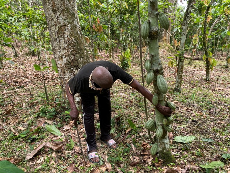 Richard Ambassa Mbassiga vérifie les cabosses de cacao dans son champ de cacao frappé par la sécheresse dans le village de Nkengue, dans la région centrale du Cameroun le 1er août 2021. Photo prise le 1er août 2021. REUTERS/ Josiane Kouagheu