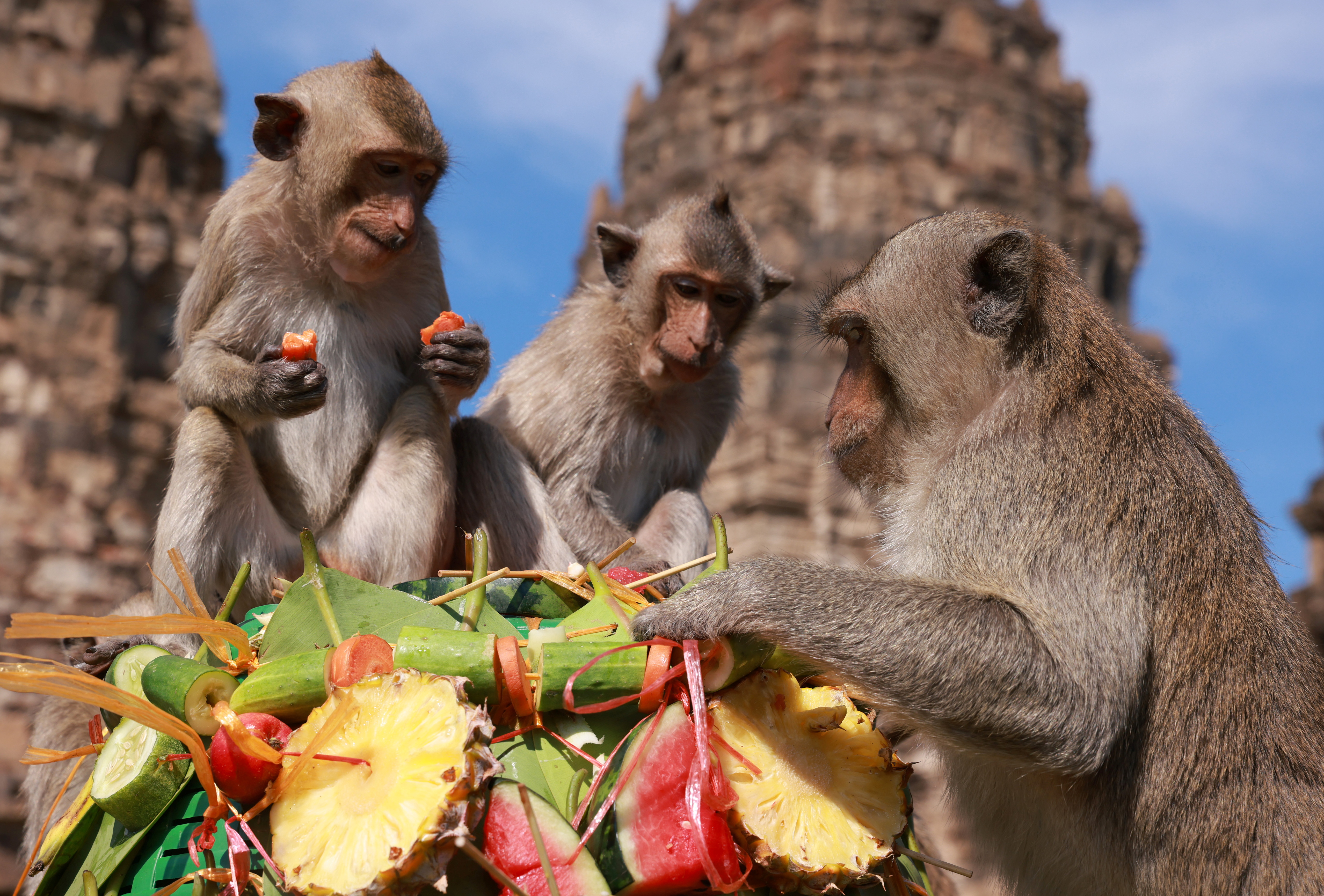 Monkeys eat fruit during the annual Monkey Festival which resumed after a two-year gap caused by  the COVID-19 pandemic, in Lopburi province, Thailand, November 28, 2021. REUTERS/Jiraporn Kuhakan