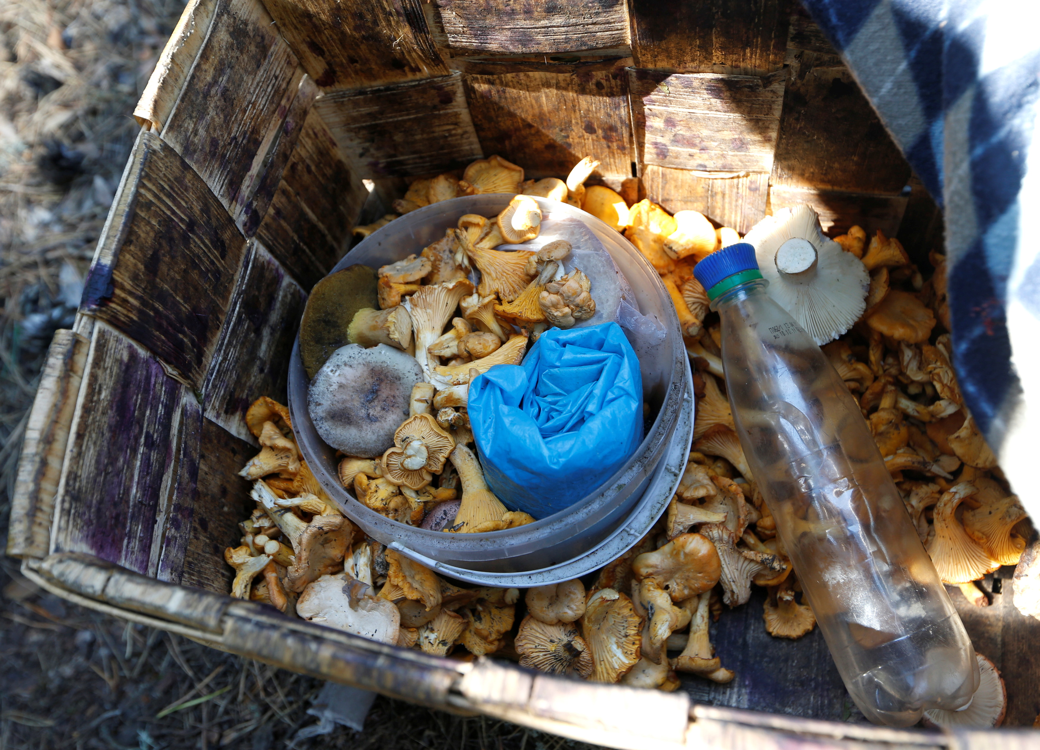 Mushrooms in a box are seen in a Belarussian part of the forest near the border between Ukraine and Belarus, near the village of Dzerzhinsk, south of Minsk, July 18, 2014. REUTERS/Vasily Fedosenko/File Photo