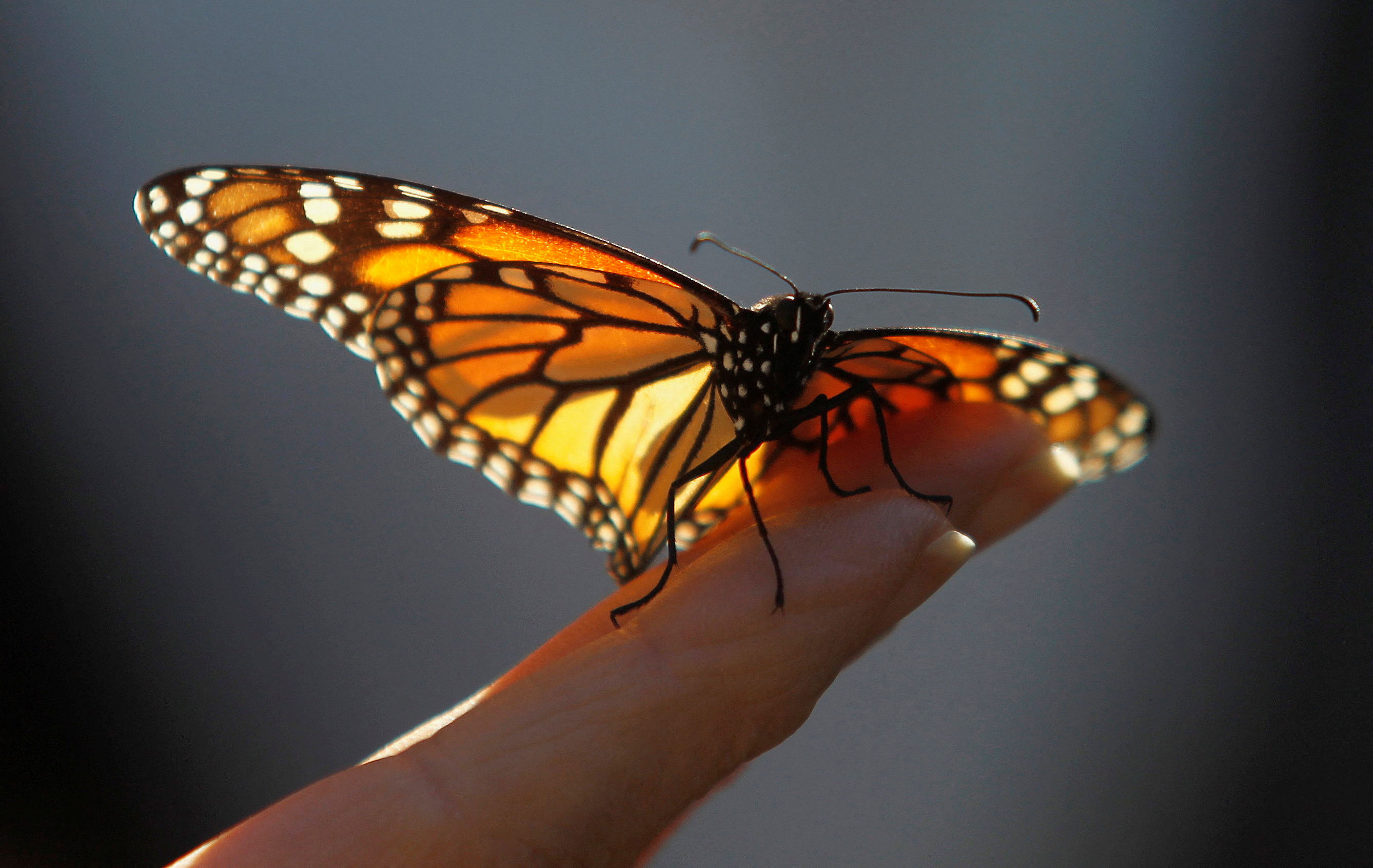 A monarch butterfly rests on a visitor's hand at the Monarch Grove Sanctuary in Pacific Grove
