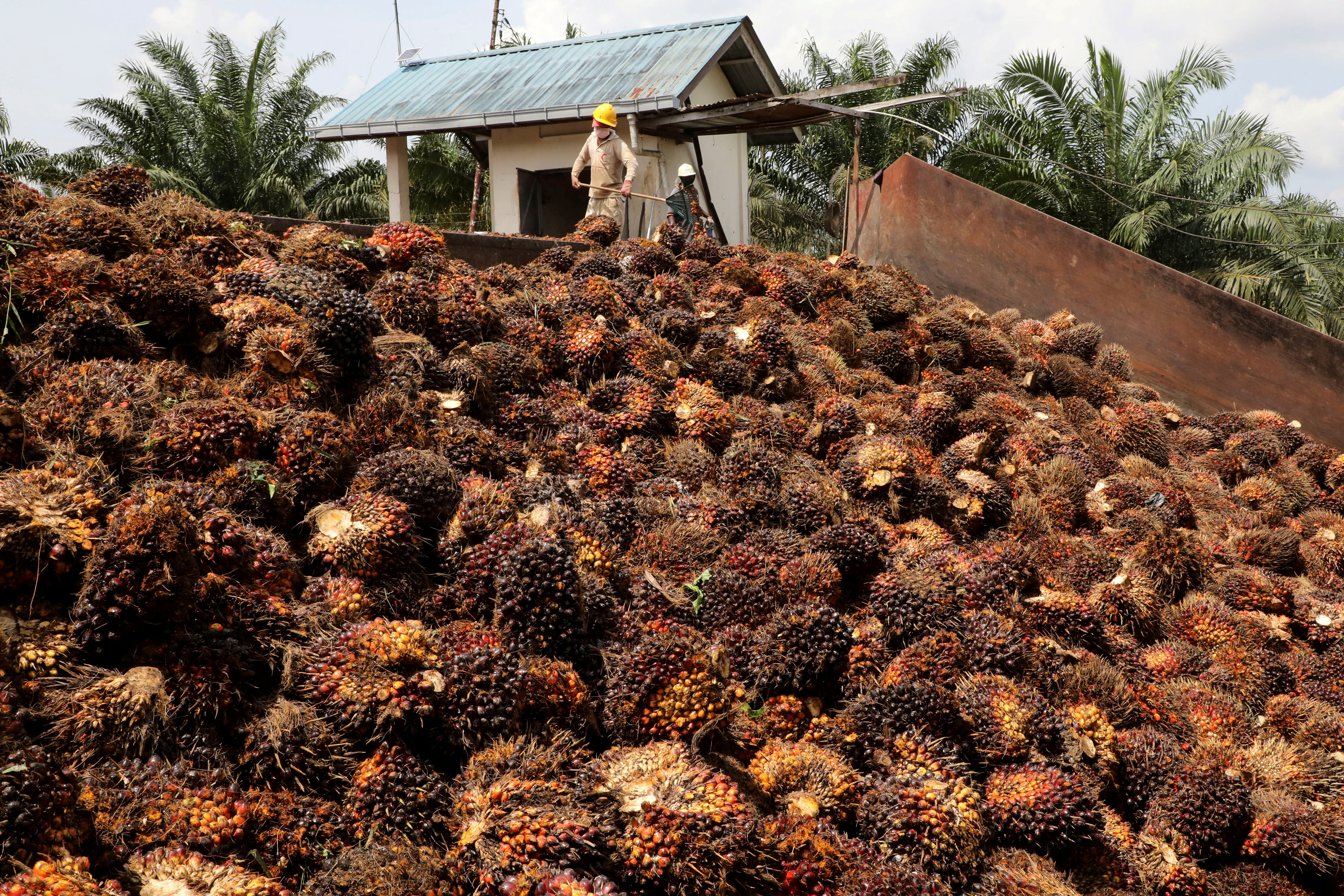 Workers handle palm oil fruits at a plantation in Slim River