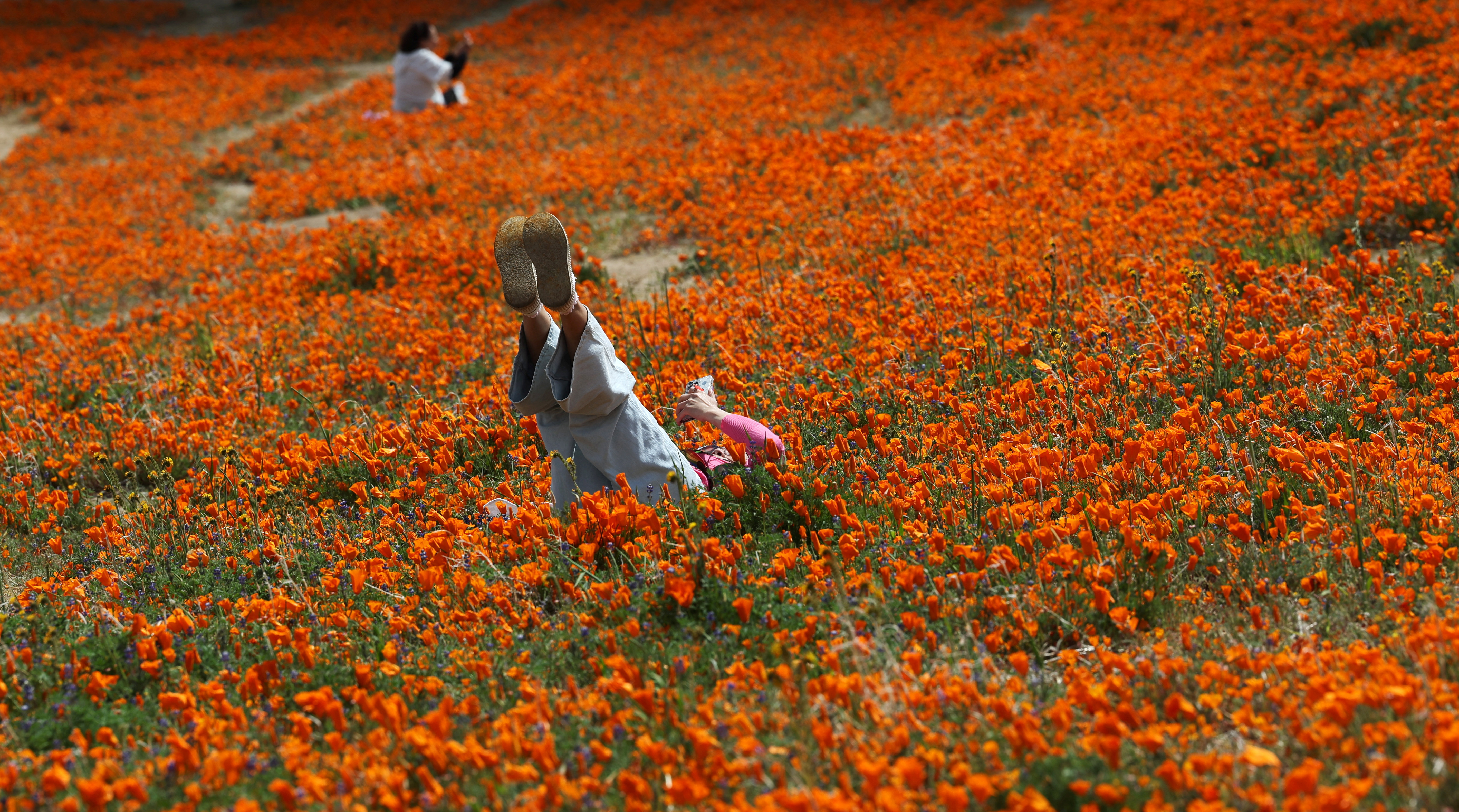 Antelope Valley Poppy Reserve: What to Know Before Visiting in 2023