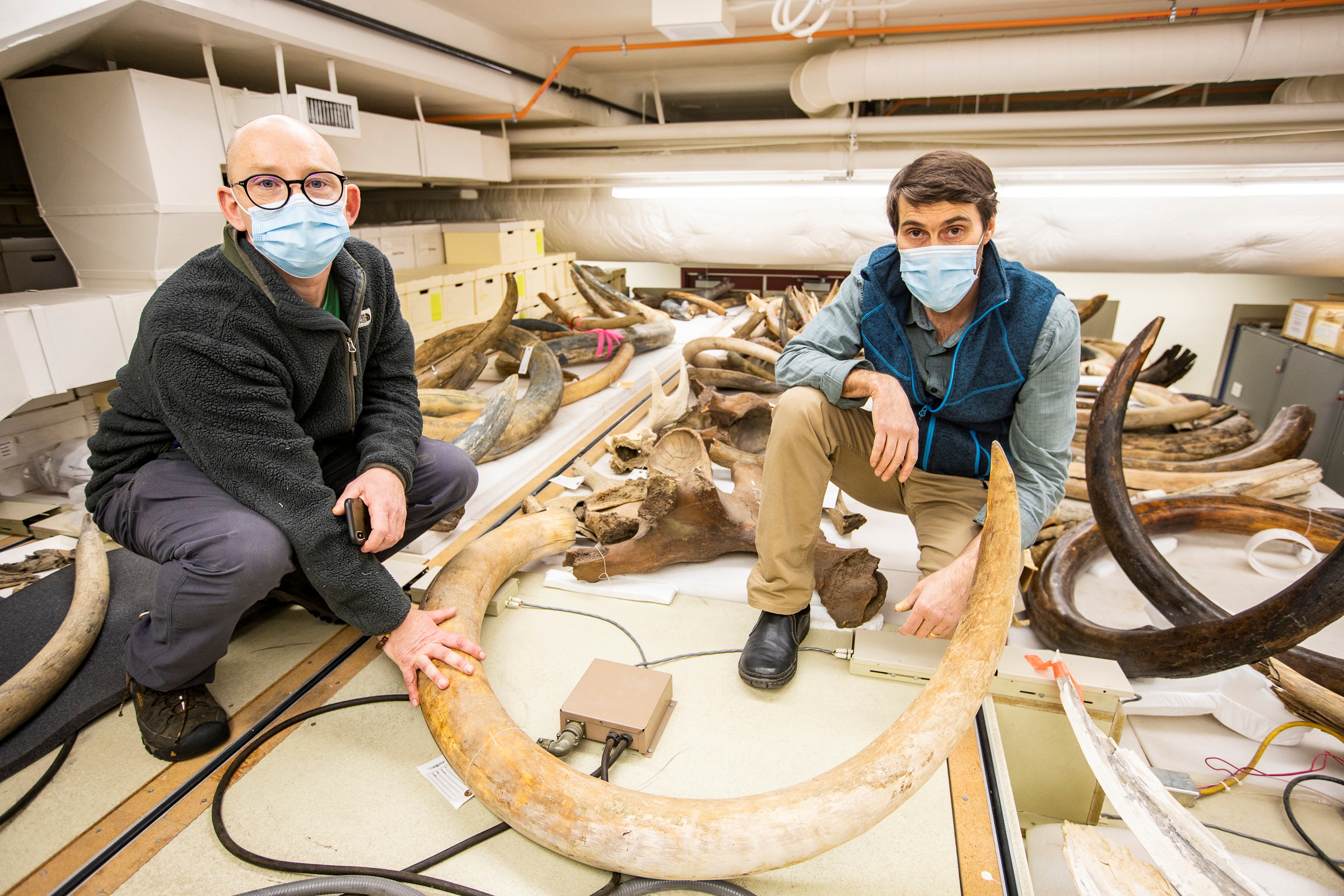 Mammoth tusk analyzed at the Alaska Stable Isotope Facility