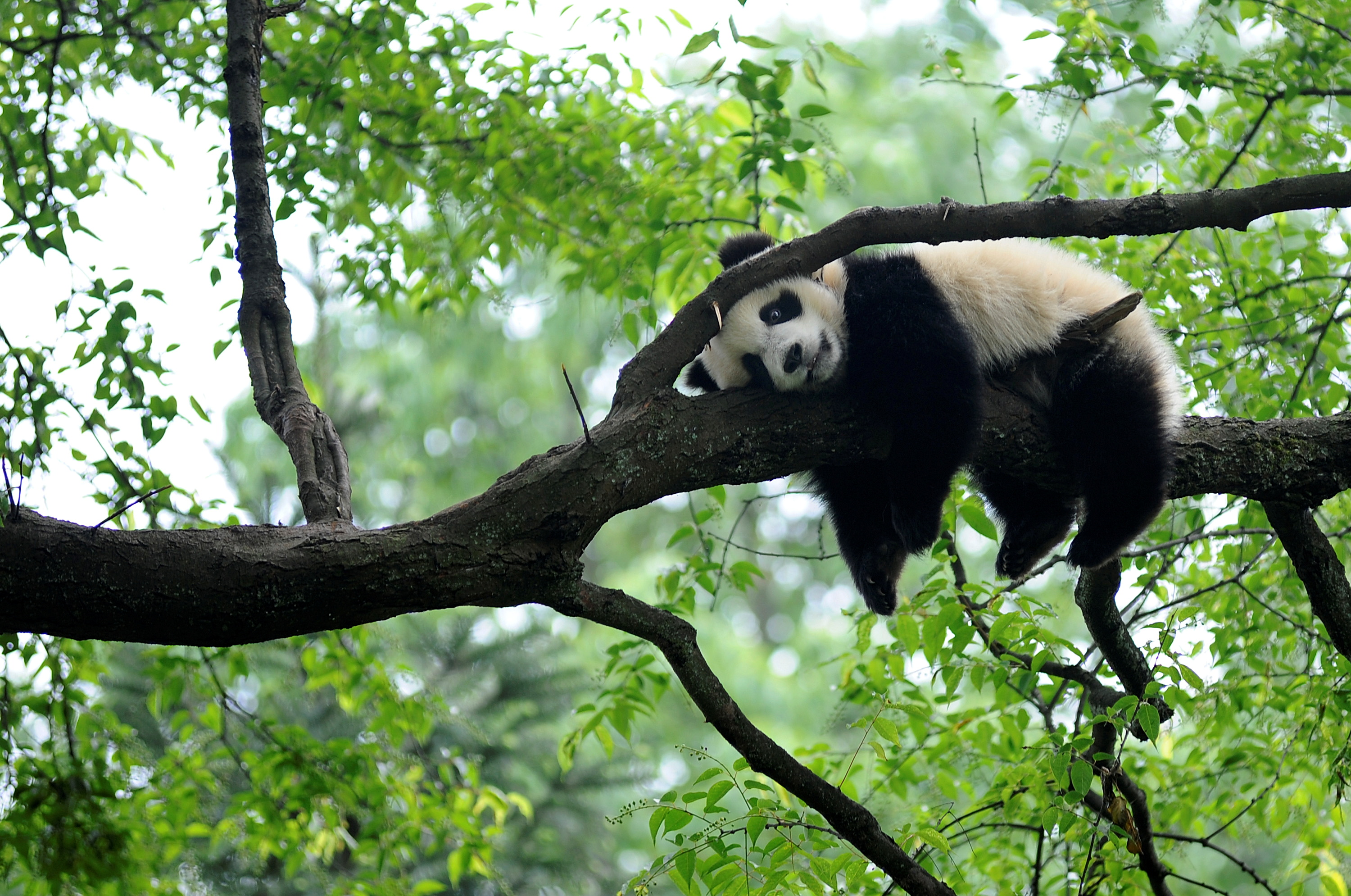 FILE PHOTO: Giant panda rests on tree 