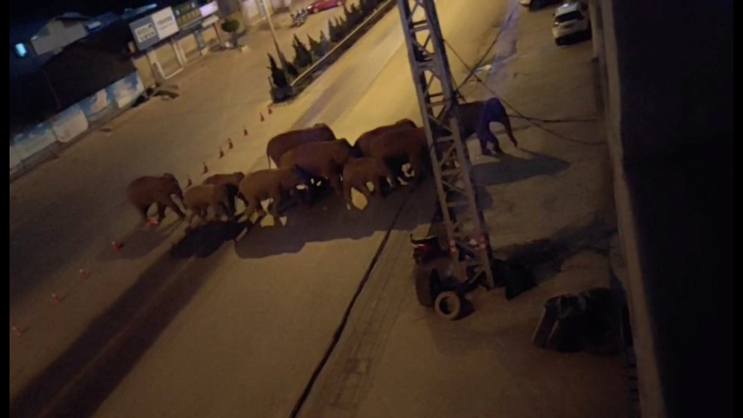 A herd of elephants walk along a road in Eshan, Yunan, China, May 27, 2021 in this still image taken from video obtained from social media. Eshan County Fang Yuan Car Care Center/ via REUTERS/File Photo