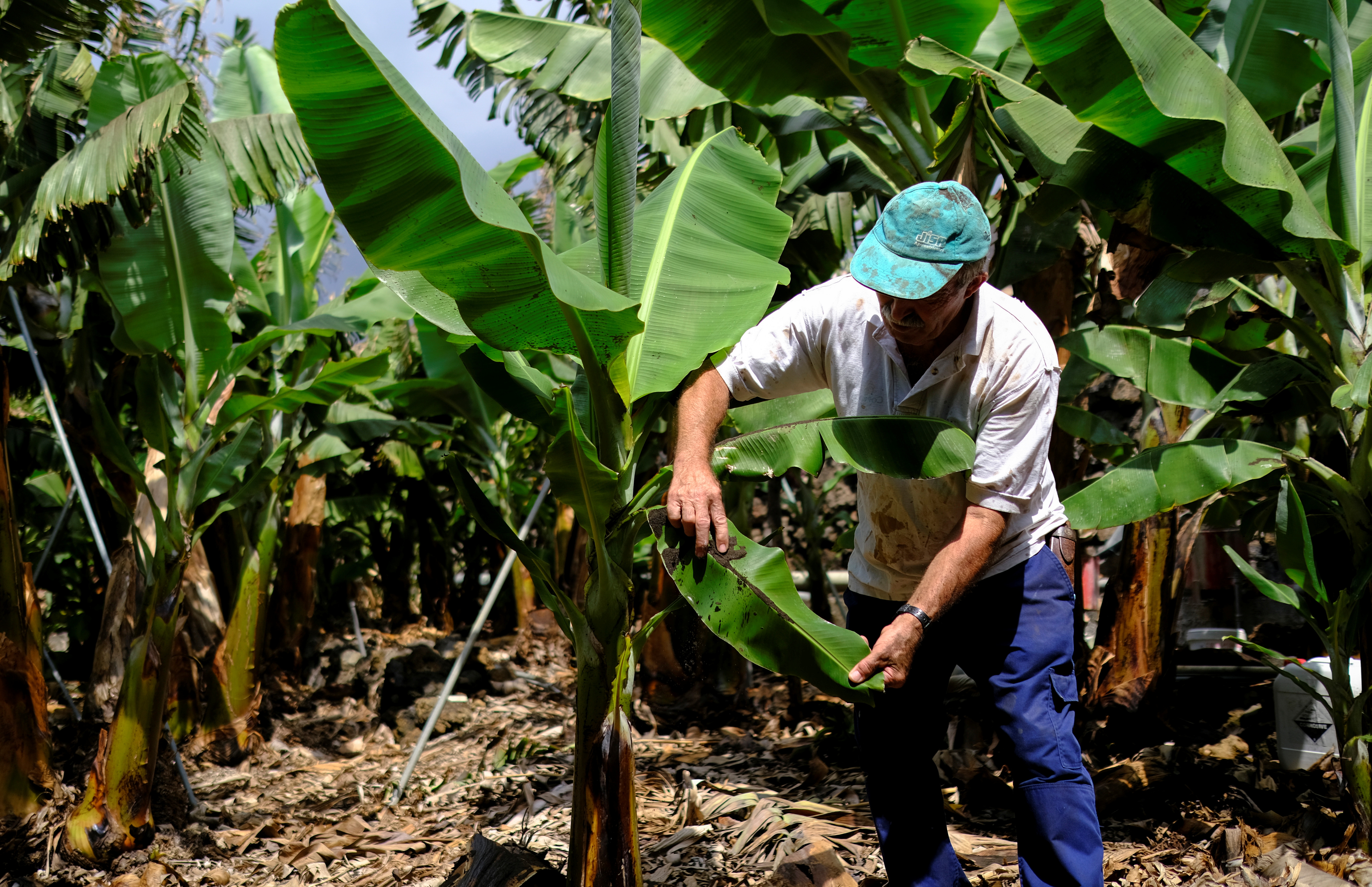 'Please just let it stop' - Volcano ravages La Palma's banana crop