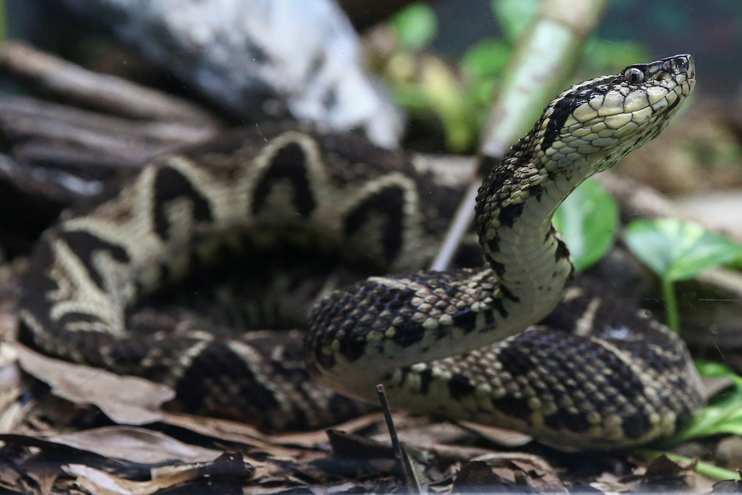 A jararacussu snake, whose venom is used in a study against the coronavirus disease (COVID-19), is seen at Butantan Institute in Sao Paulo, Brazil August 27, 2021. Picture taken August 27, 2021. REUTERS/Carla Carniel