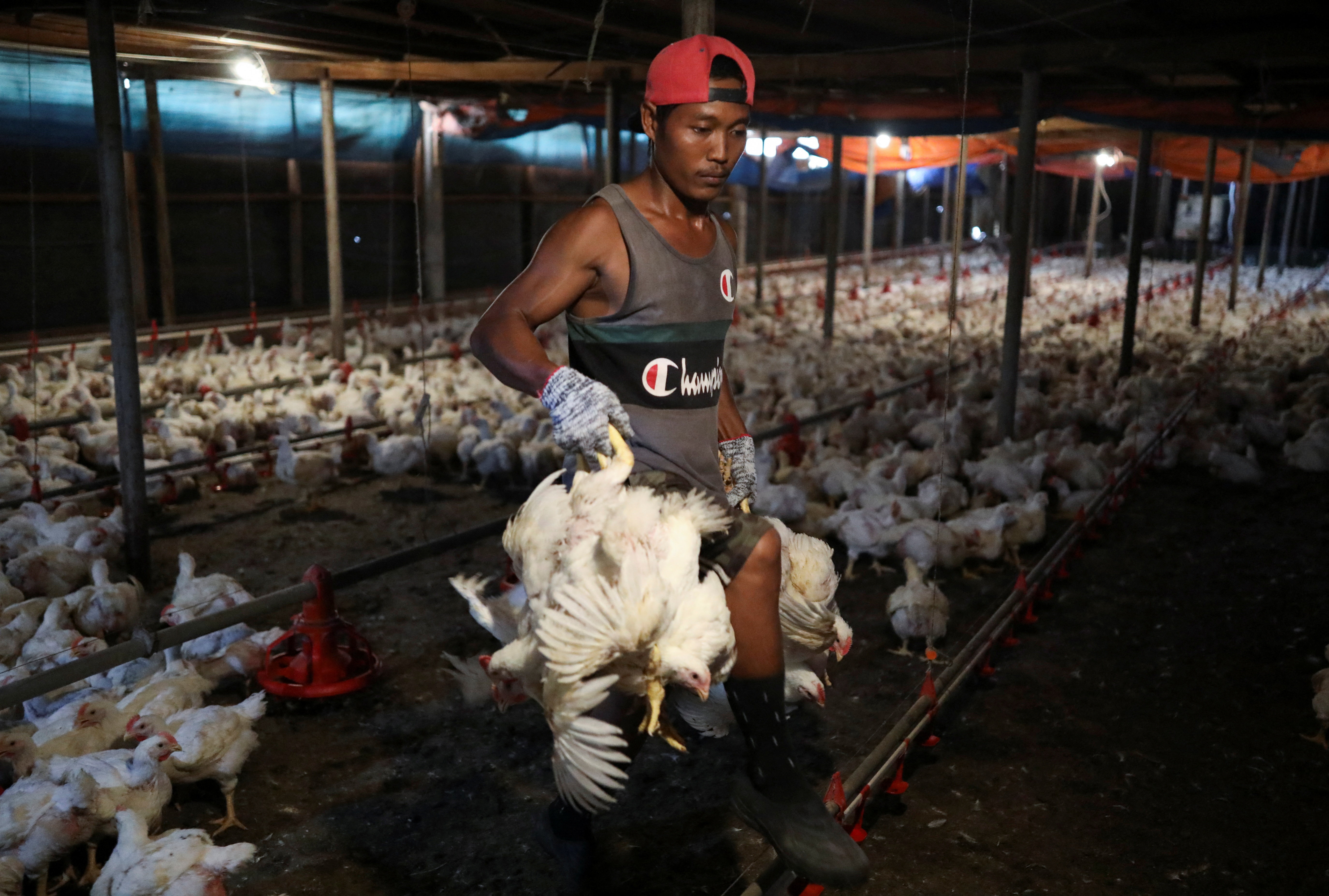 La prohibición de exportación de pollo en Malasia genera preocupación entre los agricultores y vendedores de alimentos