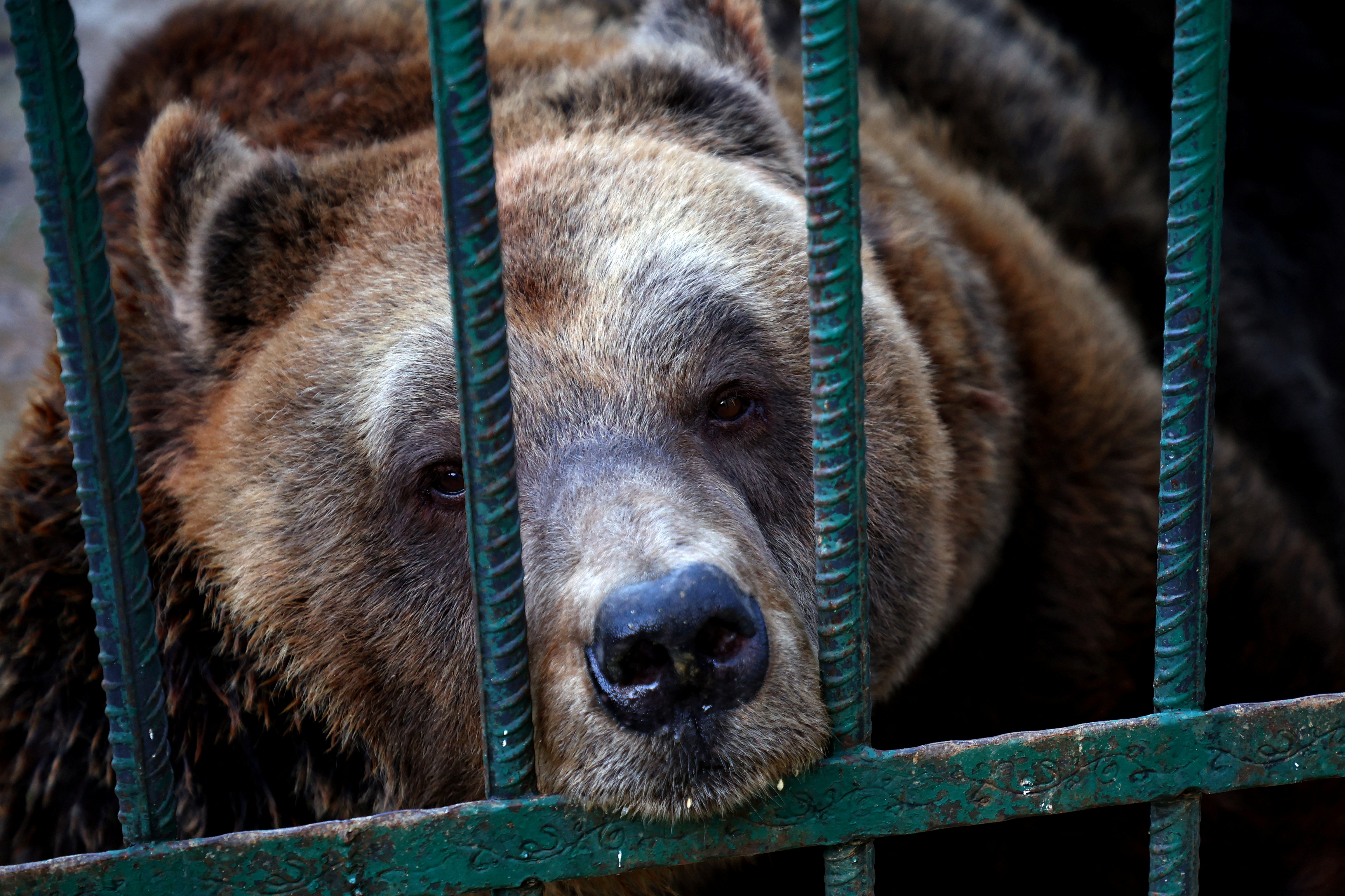 Mark, a 24 year old brown bear sits inside a cage in a restaurant in Tirana