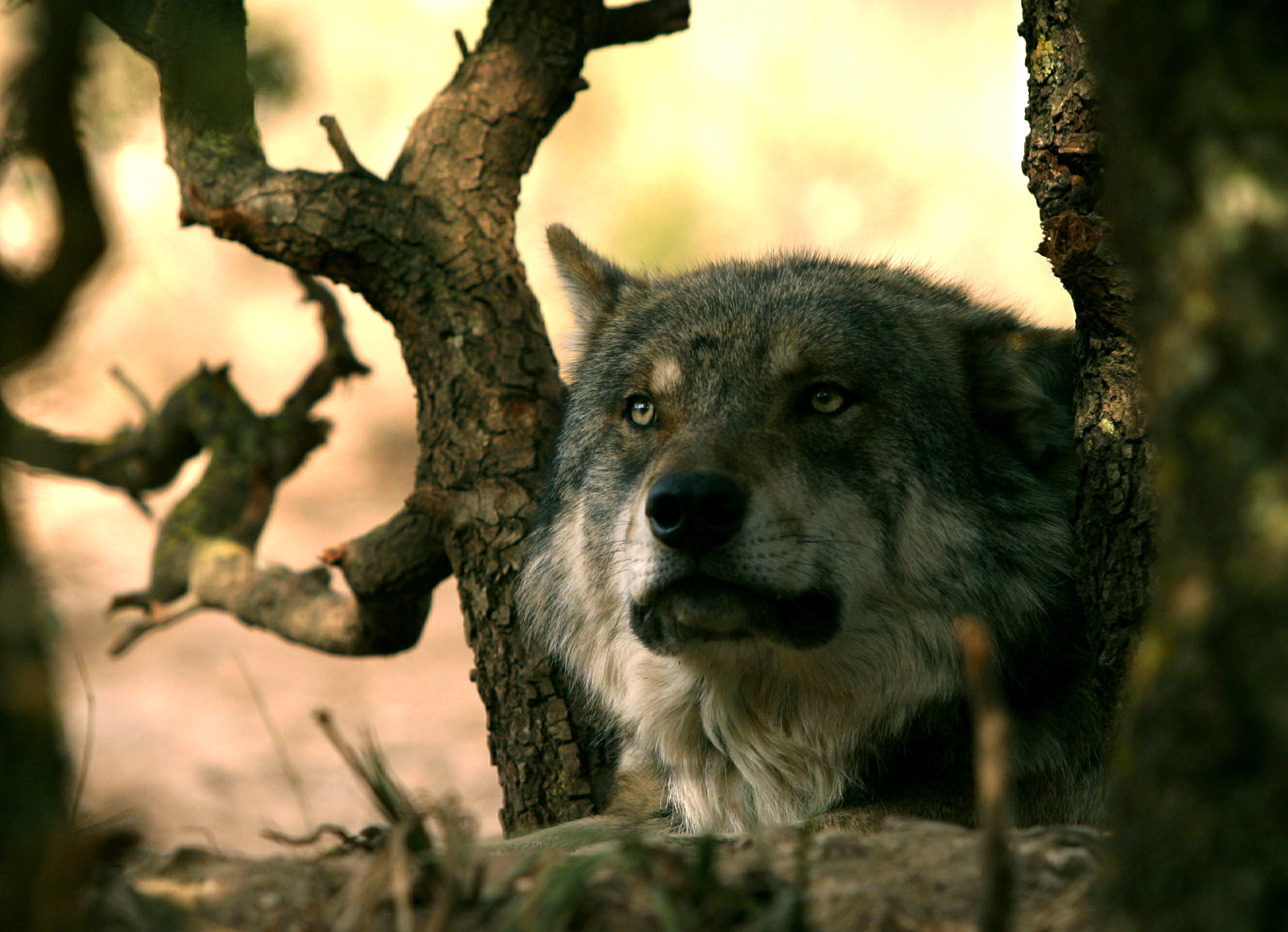 A wolf looks up in Lobopark in Antequera, southern Spain December 26, 2004. Lobopark is a theme park..