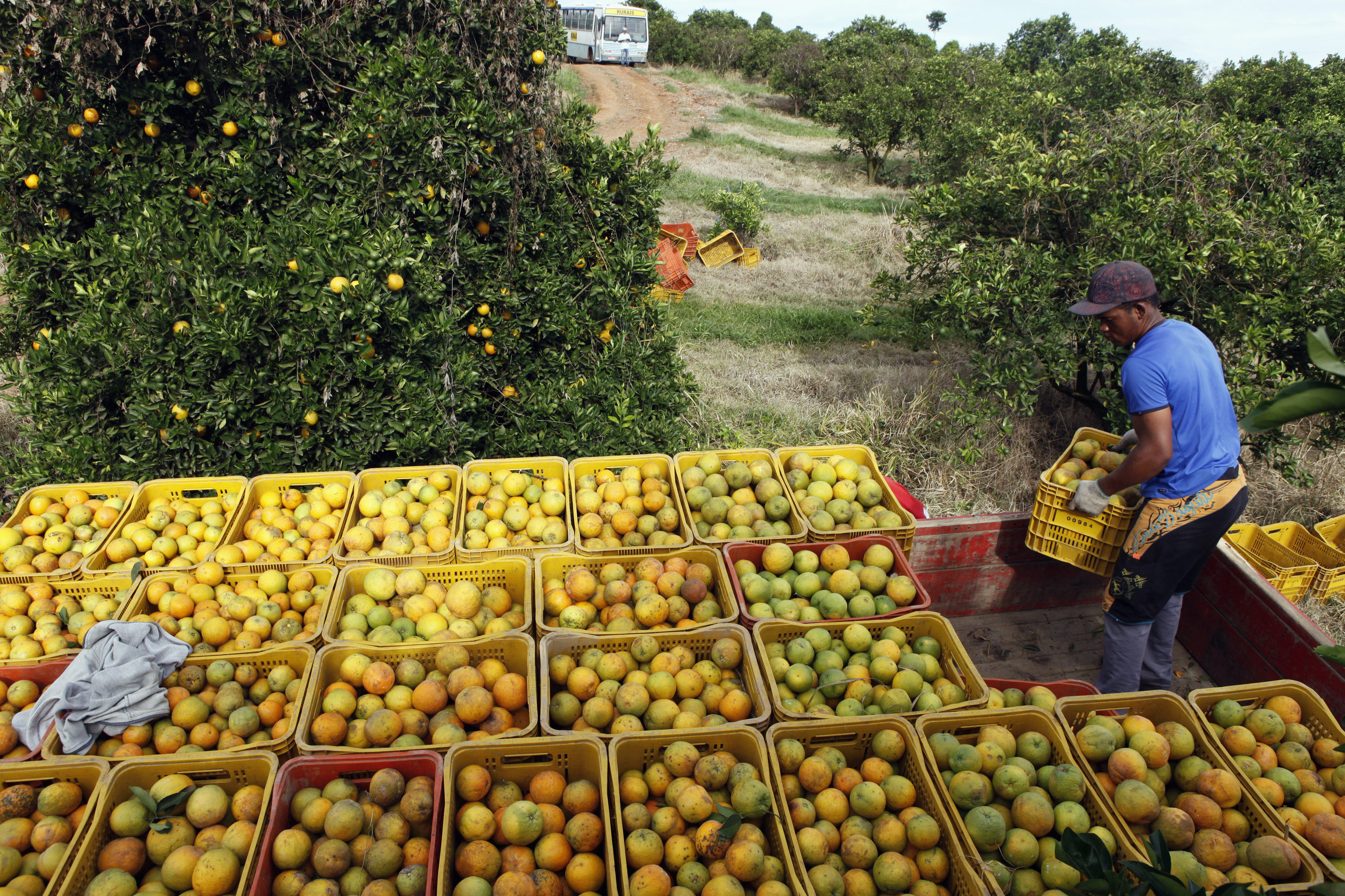 Урожайность апельсинов. Плантация апельсинов в Бразилии. Марокко мандарины плантации. Сбор апельсинов в Бразилии. Сбор урожая.
