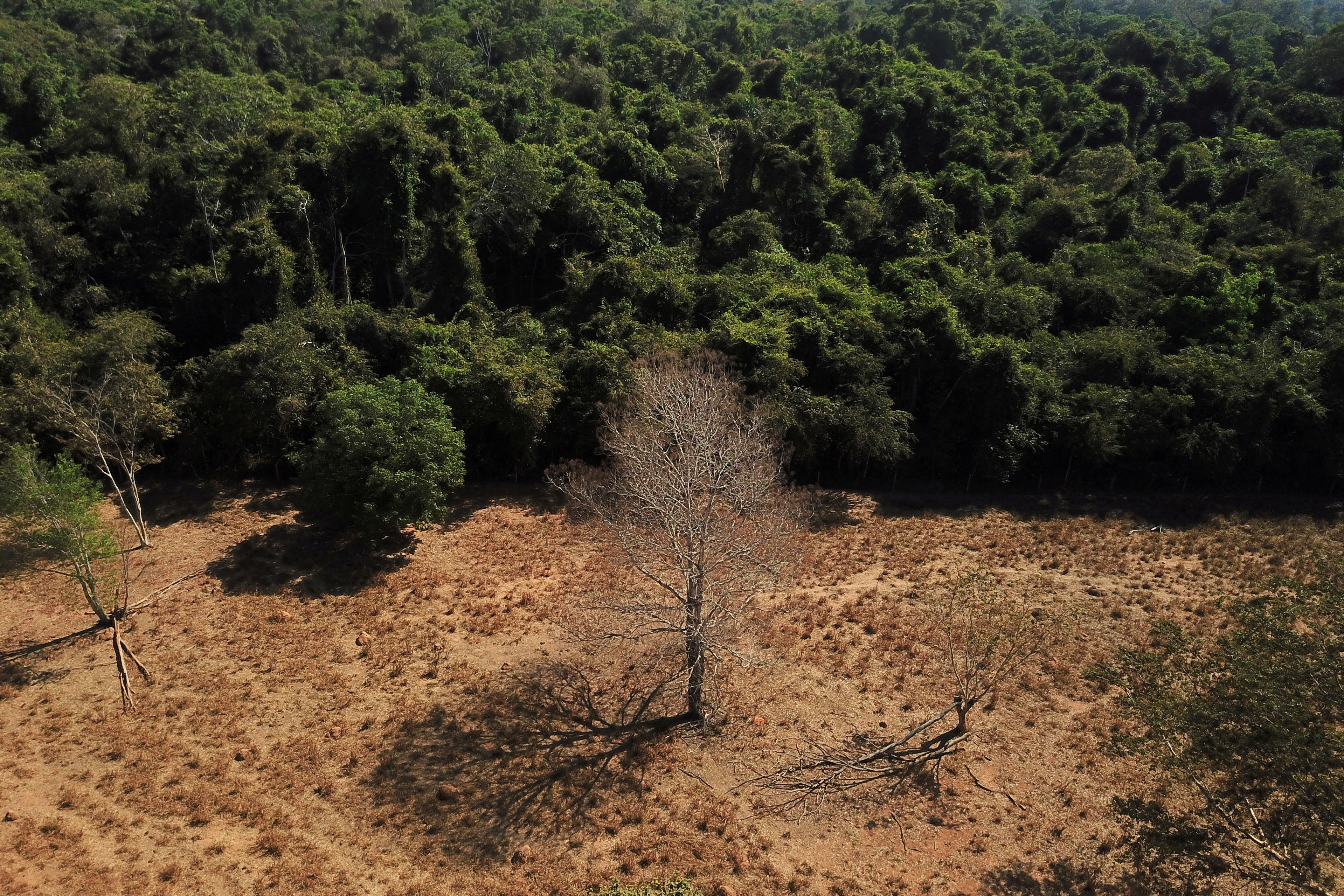 An aerial view shows a dead tree near a forest on the border between Amazonia and Cerrado in Nova Xavantina