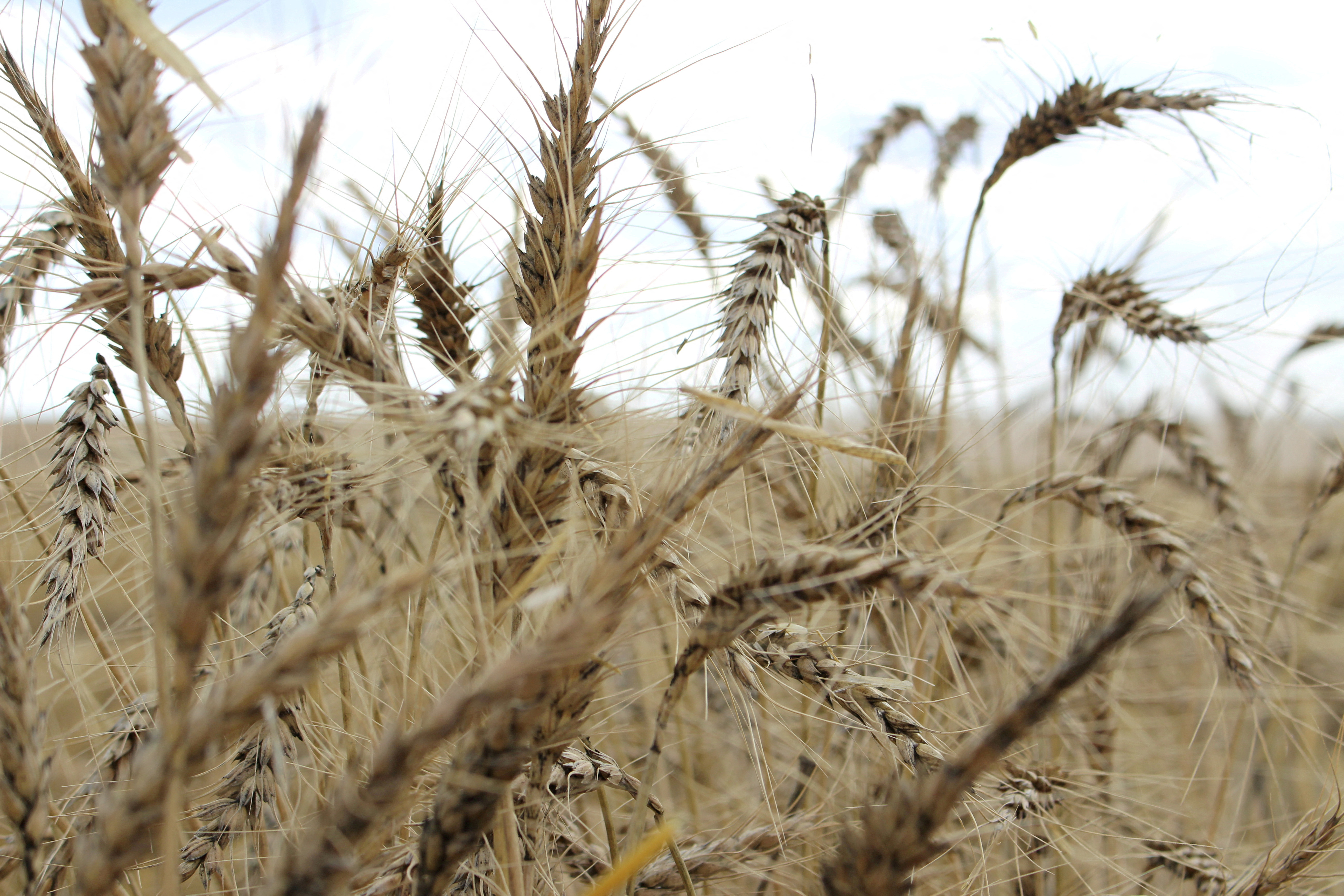The crop is seen in a wheat field ahead of annual harvest near Moree